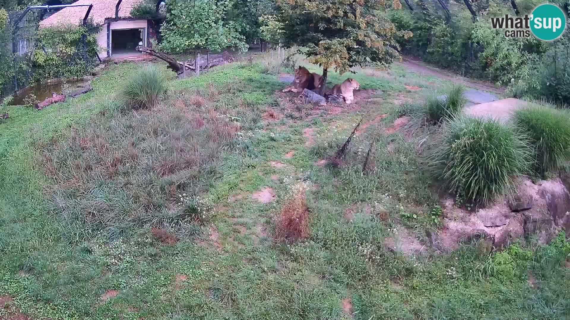 Live Ljubljana Zoo webcam Lion