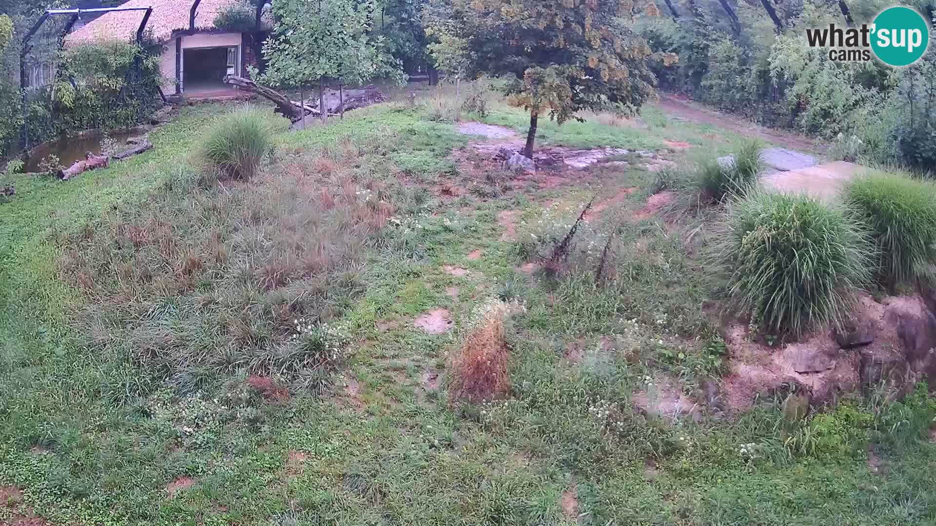 Zoo Ljubljana webcam Löwen
