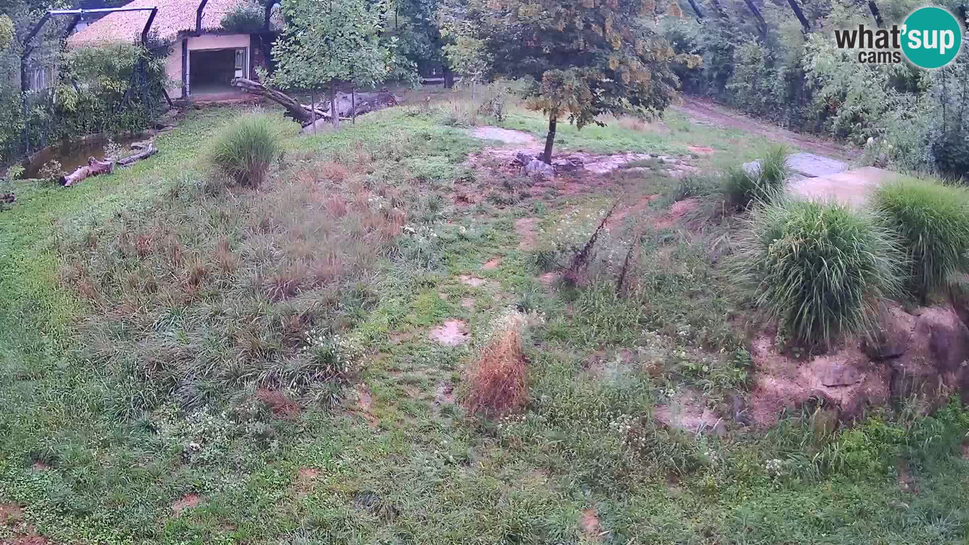 Zoo Ljubljana camera en vivo Leones