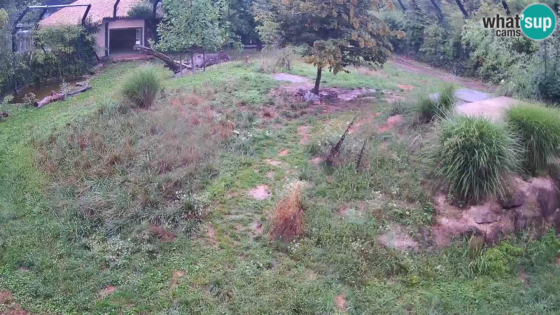 Zoo Ljubljana web kamera Lavovi