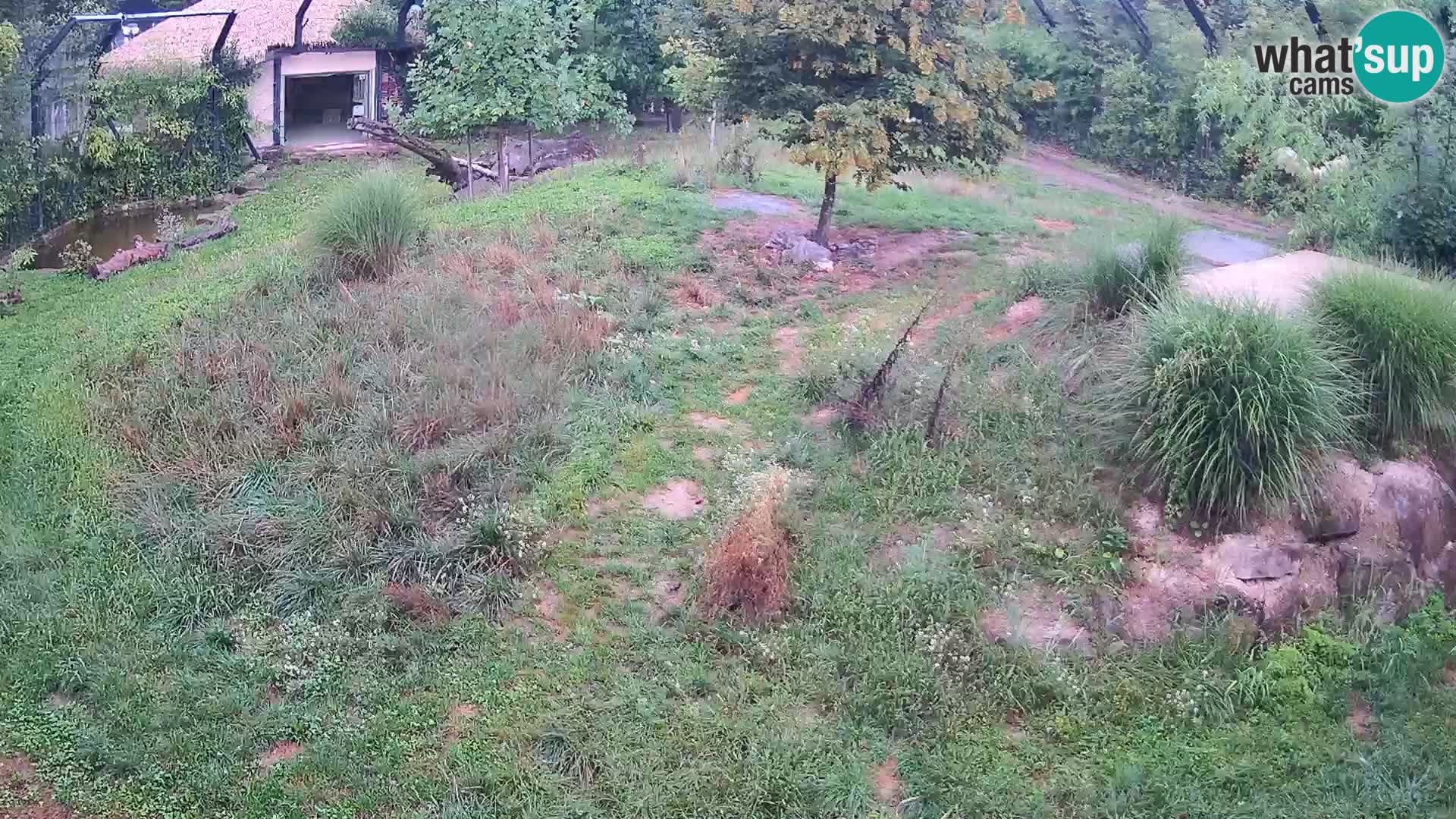 Zoo Ljubljana web kamera Lavovi
