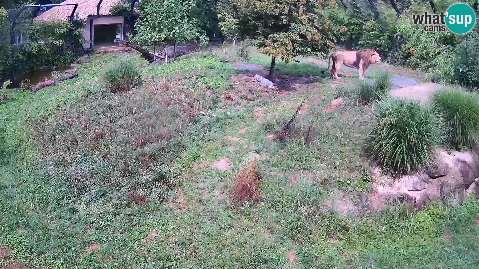 Zoo Ljubljana web kamera Lavovi