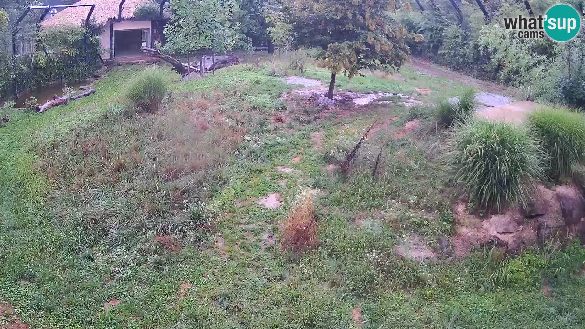 Zoo Ljubljana web kamera Lavovi