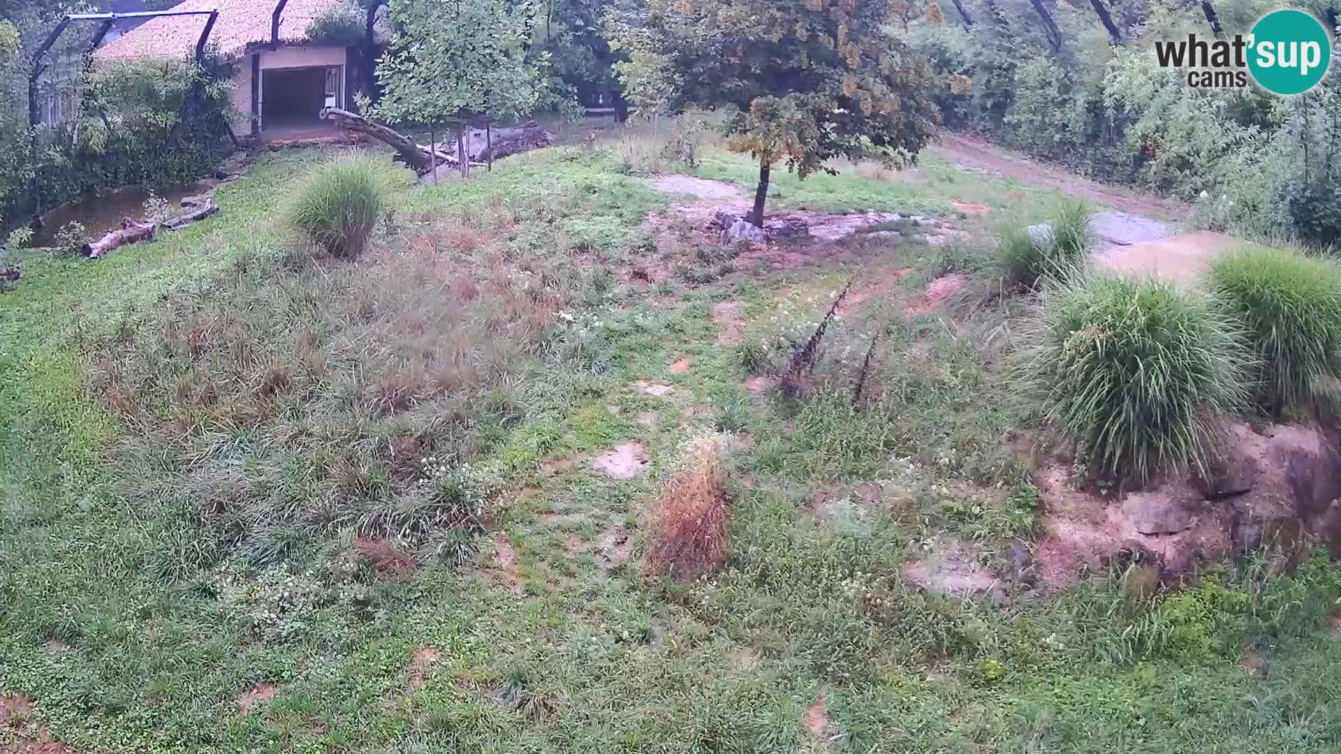 Zoo Ljubljana webcam Löwen