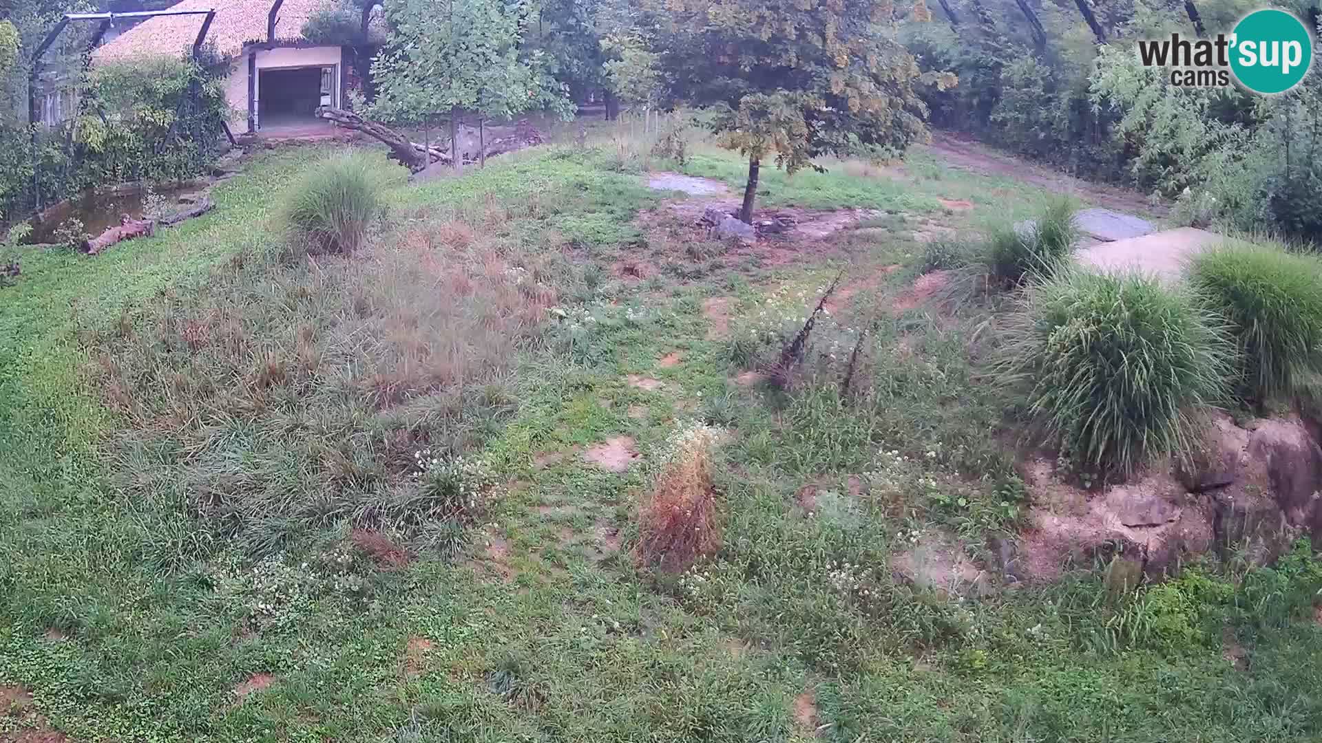 Zoo Ljubljana web kamera Lavovi