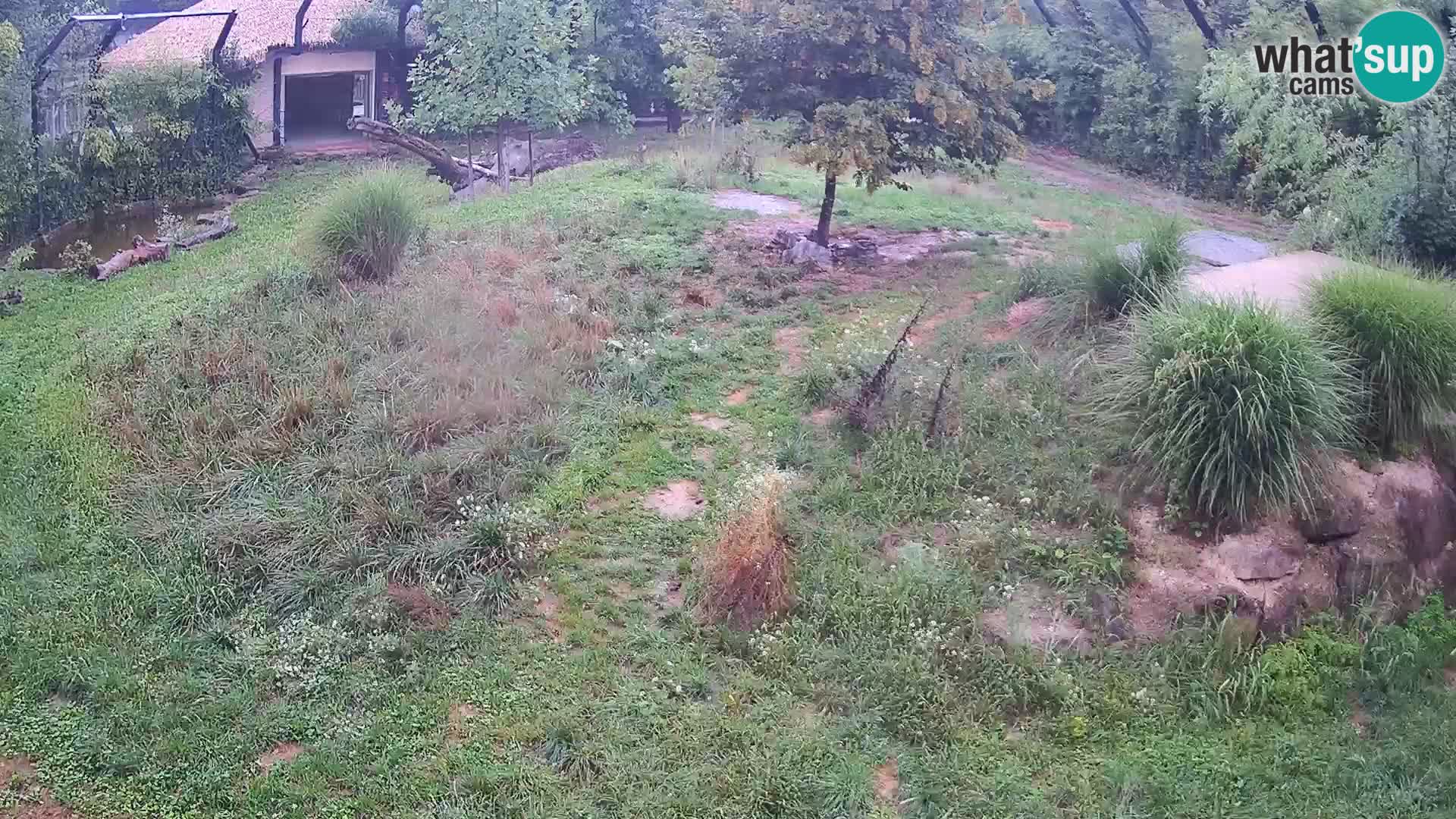 Ljubljana Zoo webcam Lion