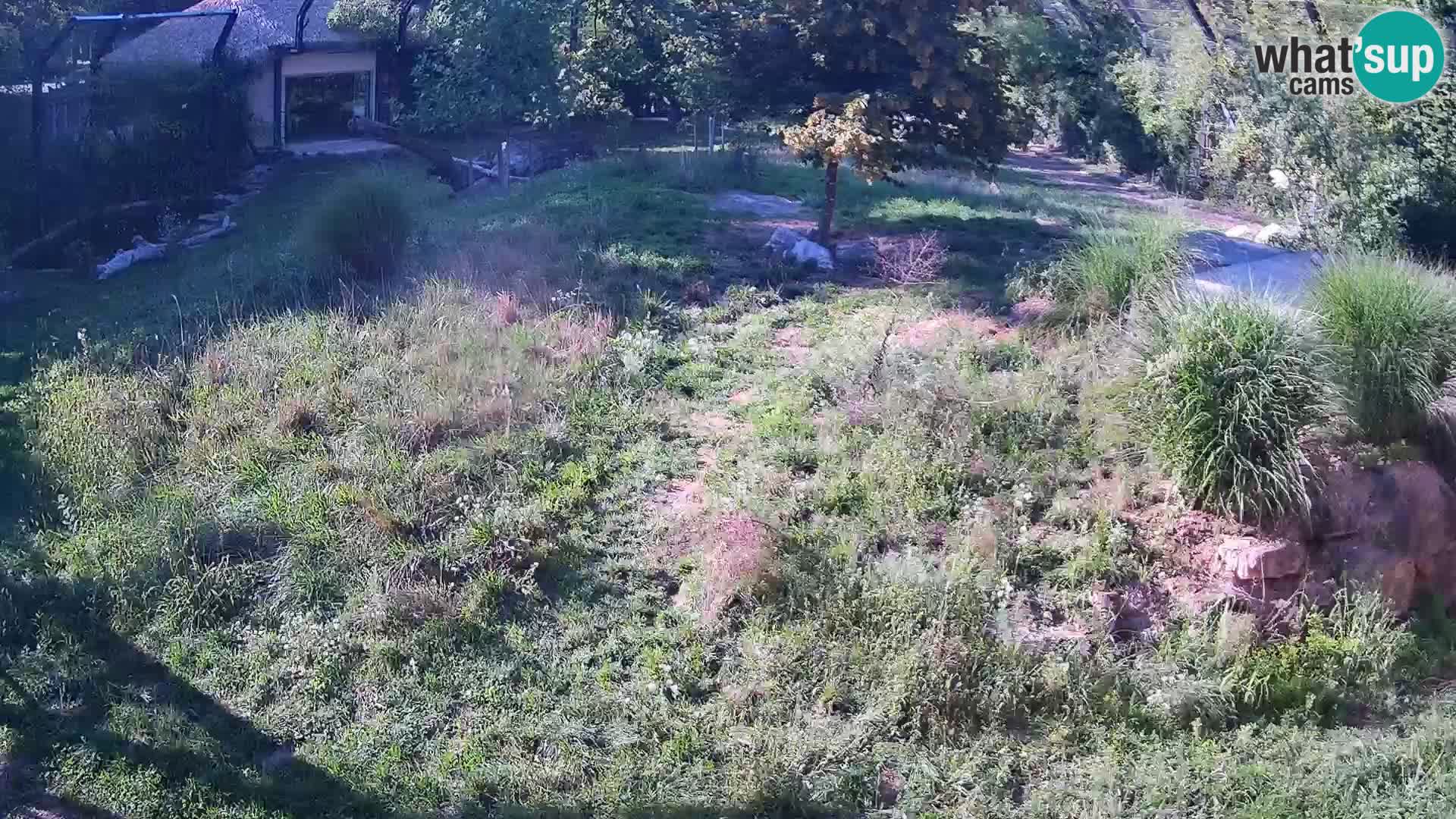 Zoo Ljubljana webcam Löwen