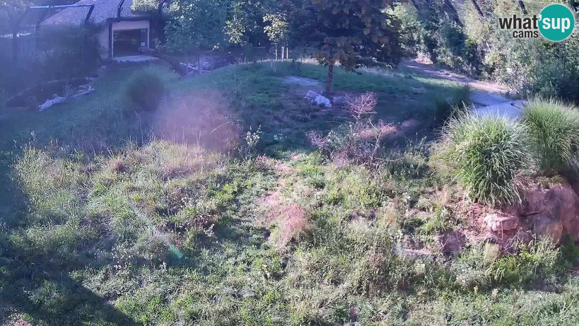 Zoo Ljubljana camera en vivo Leones