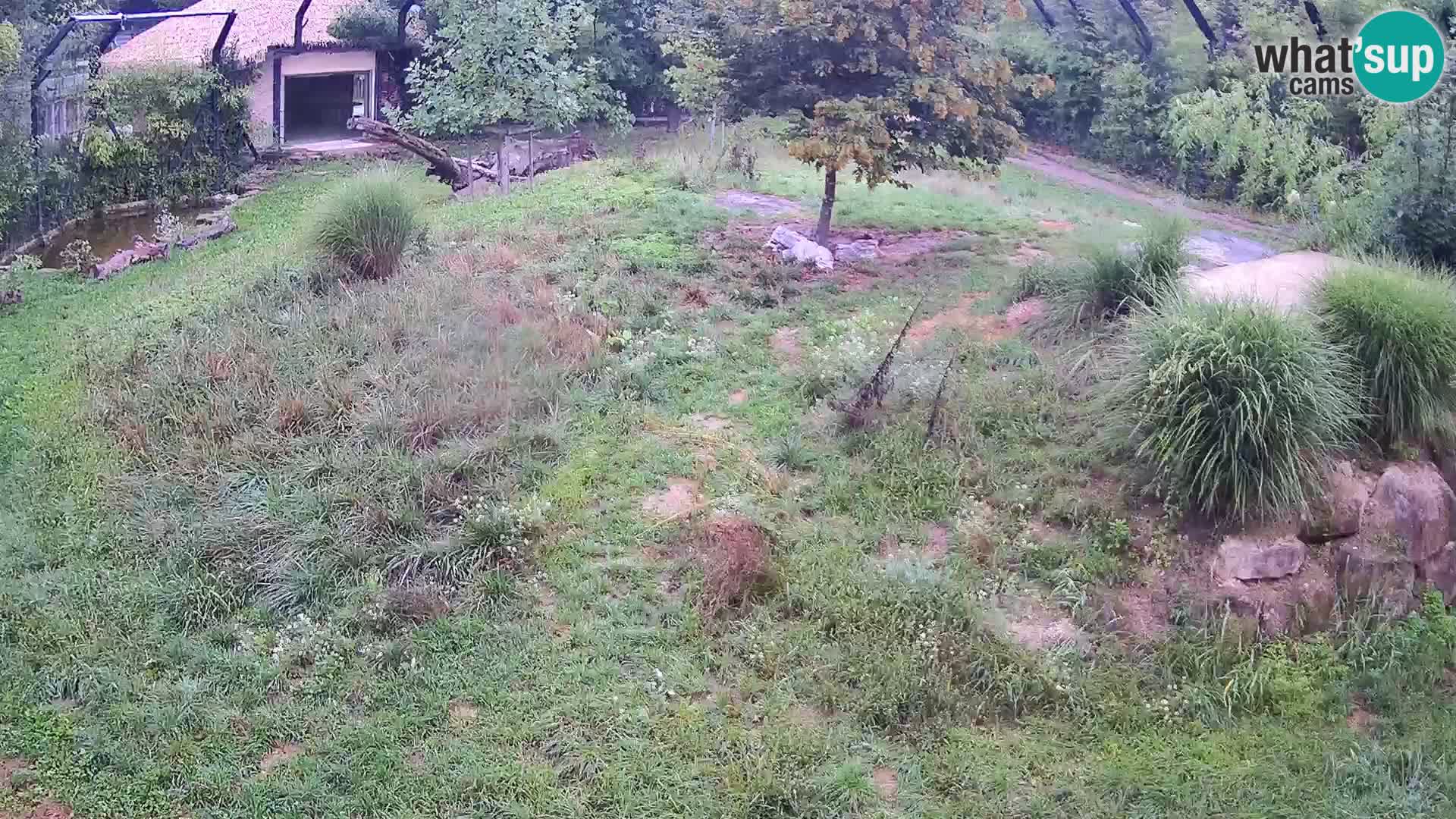 Live Ljubljana Zoo webcam Lion