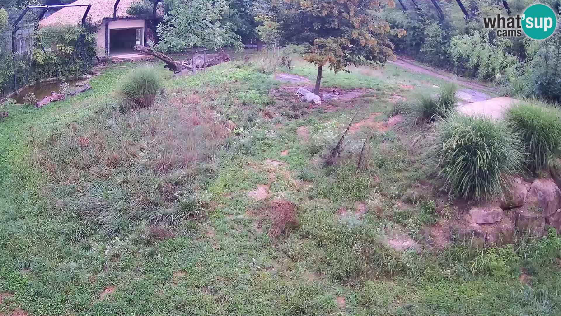 Zoo Lubiana live webcam Leoni