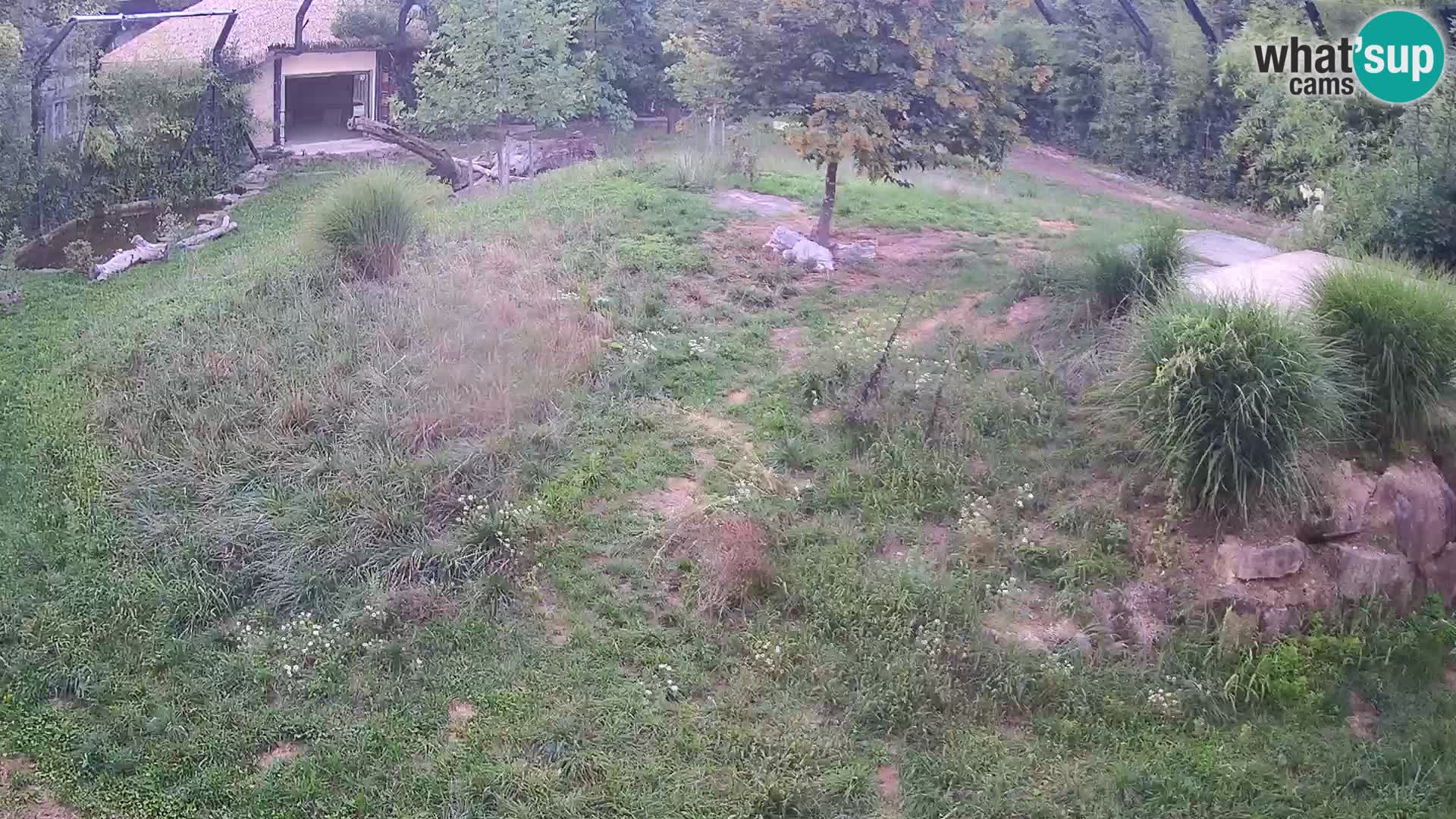 Zoo Ljubljana camera en vivo Leones