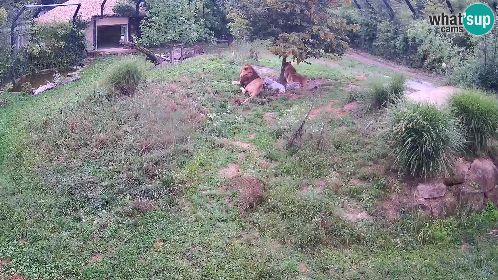 Zoo Ljubljana web kamera Lavovi