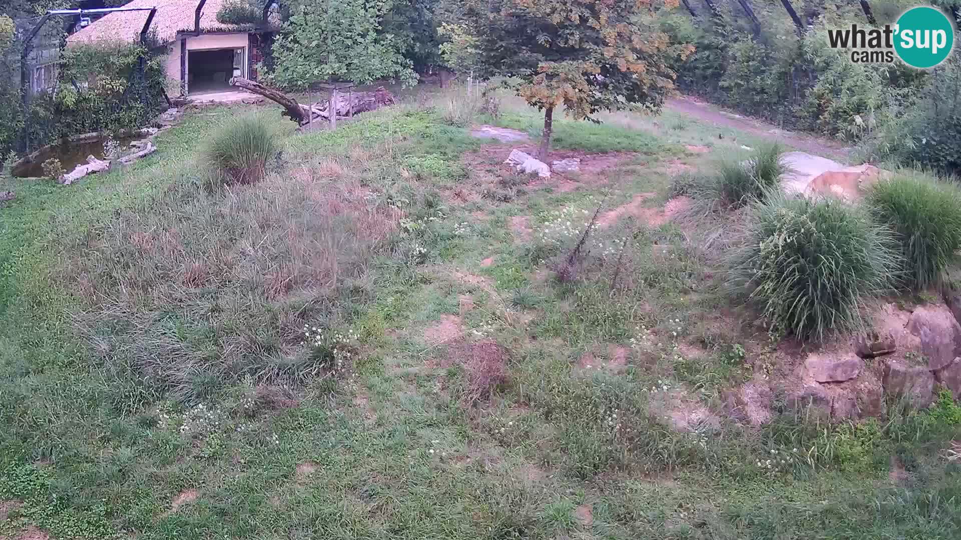 Live Ljubljana Zoo webcam Lion