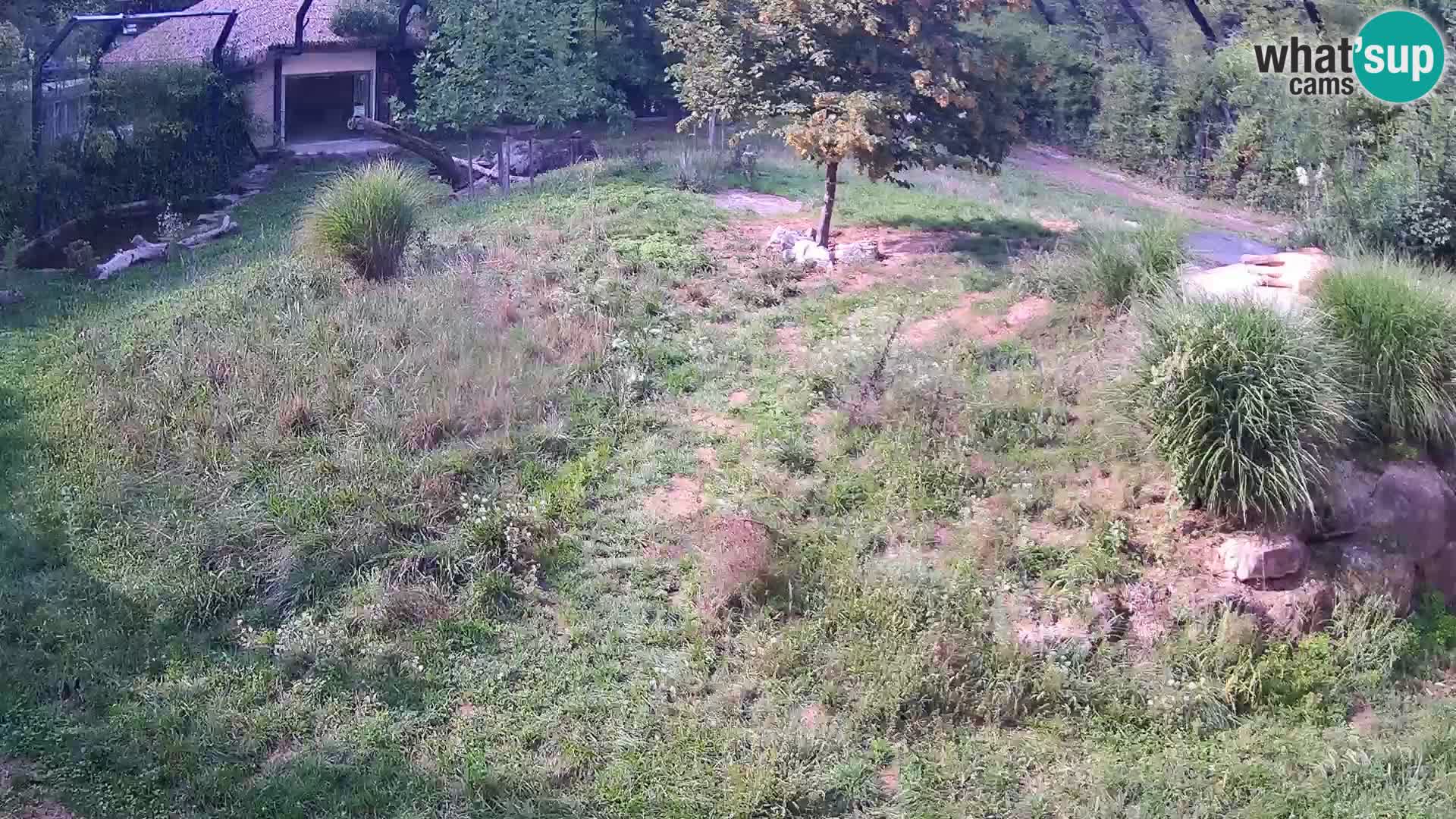 Live Ljubljana Zoo webcam Lion