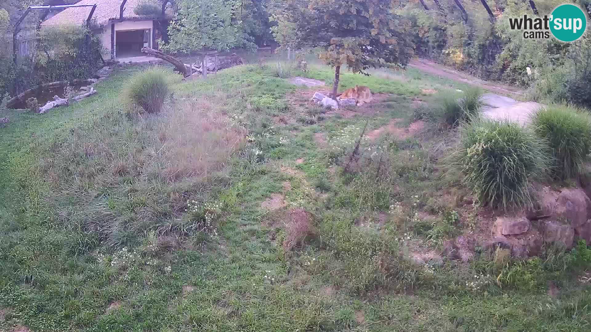 Zoo Ljubljana camera en vivo Leones