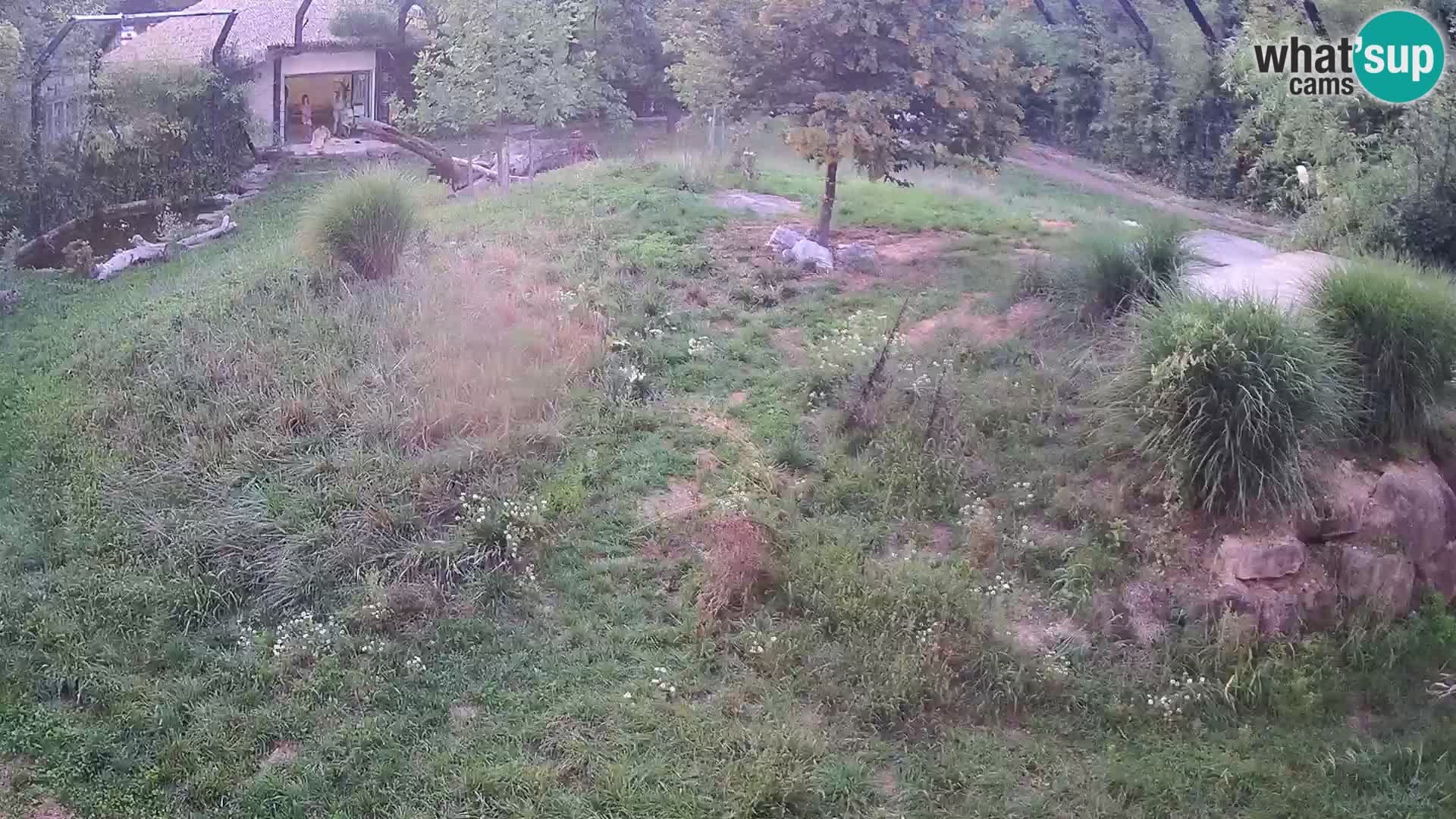 Zoo Ljubljana camera en vivo Leones