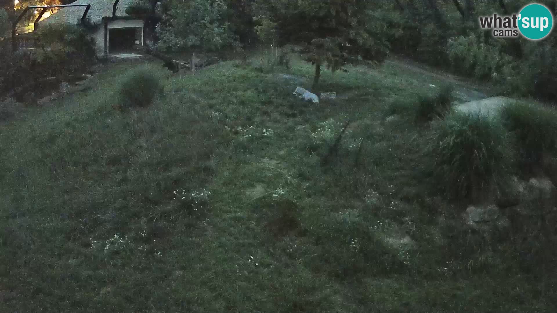 Live Ljubljana Zoo webcam Lion