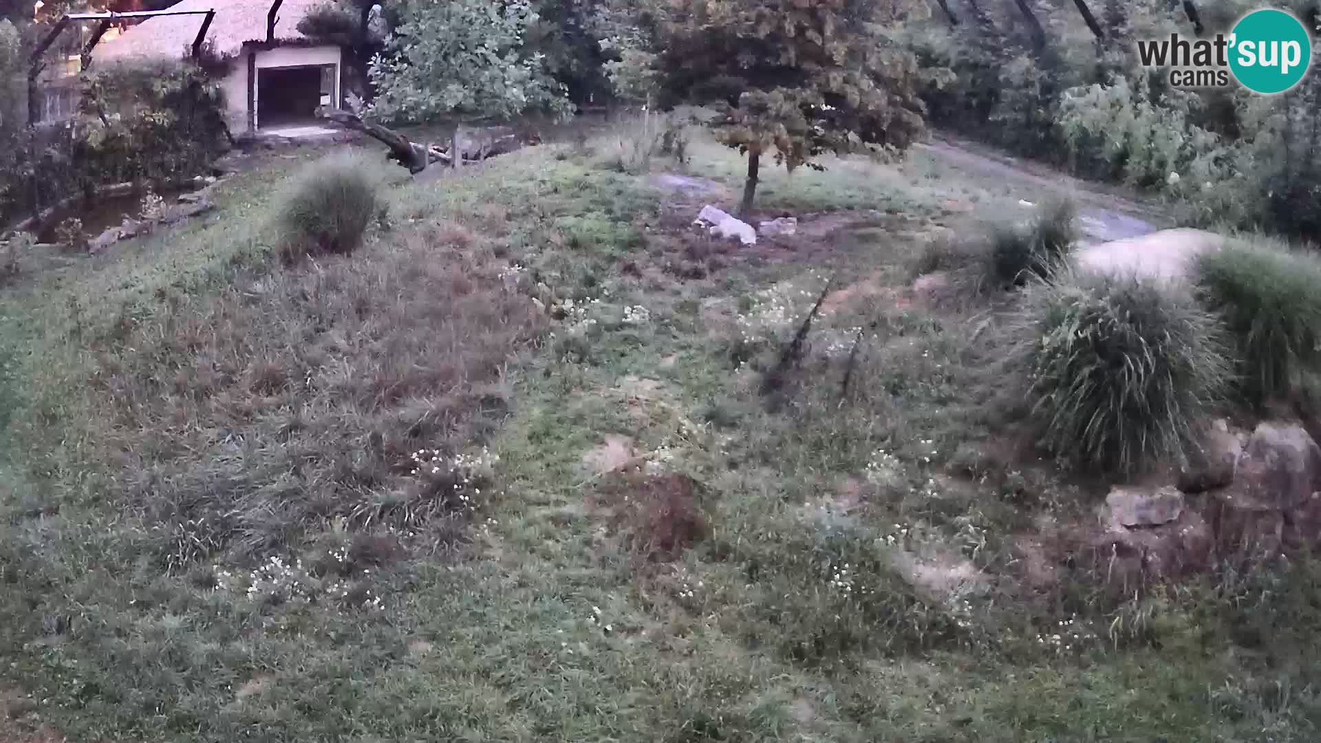 Live Ljubljana Zoo webcam Lion