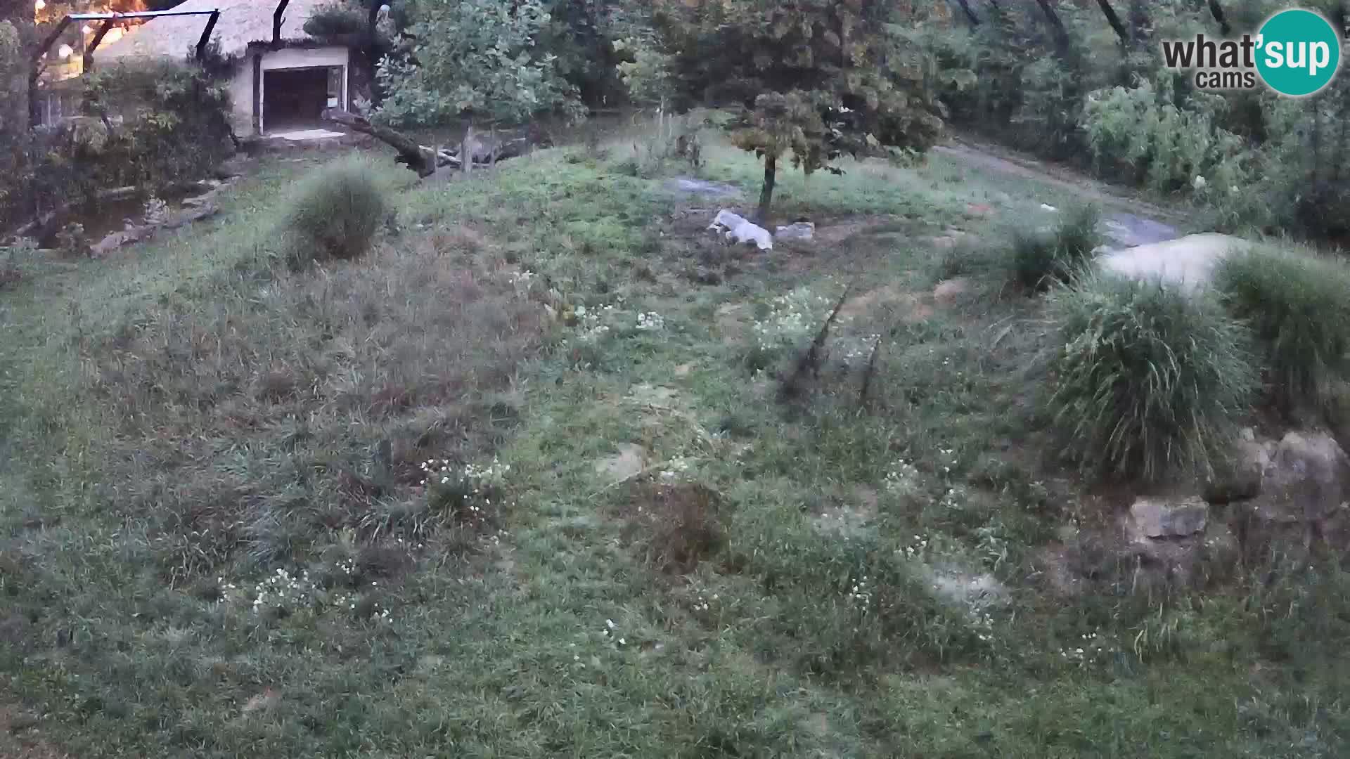 Live Ljubljana Zoo webcam Lion