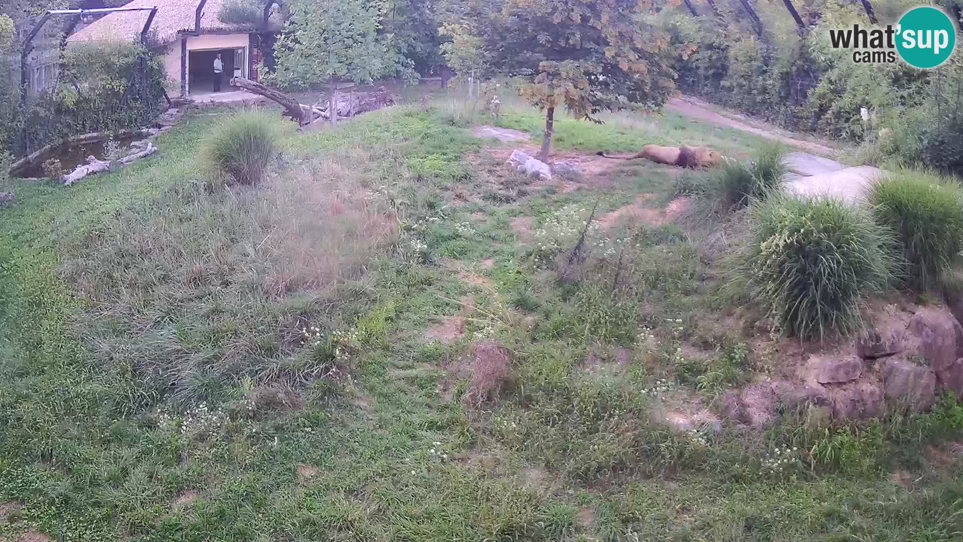 Zoo Ljubljana web kamera Lavovi
