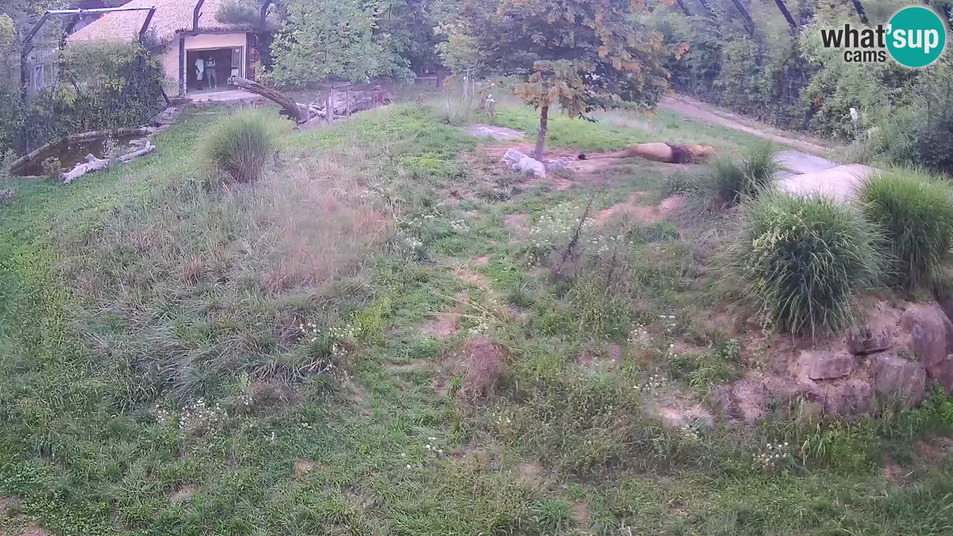 Zoo Lubiana live webcam Leoni