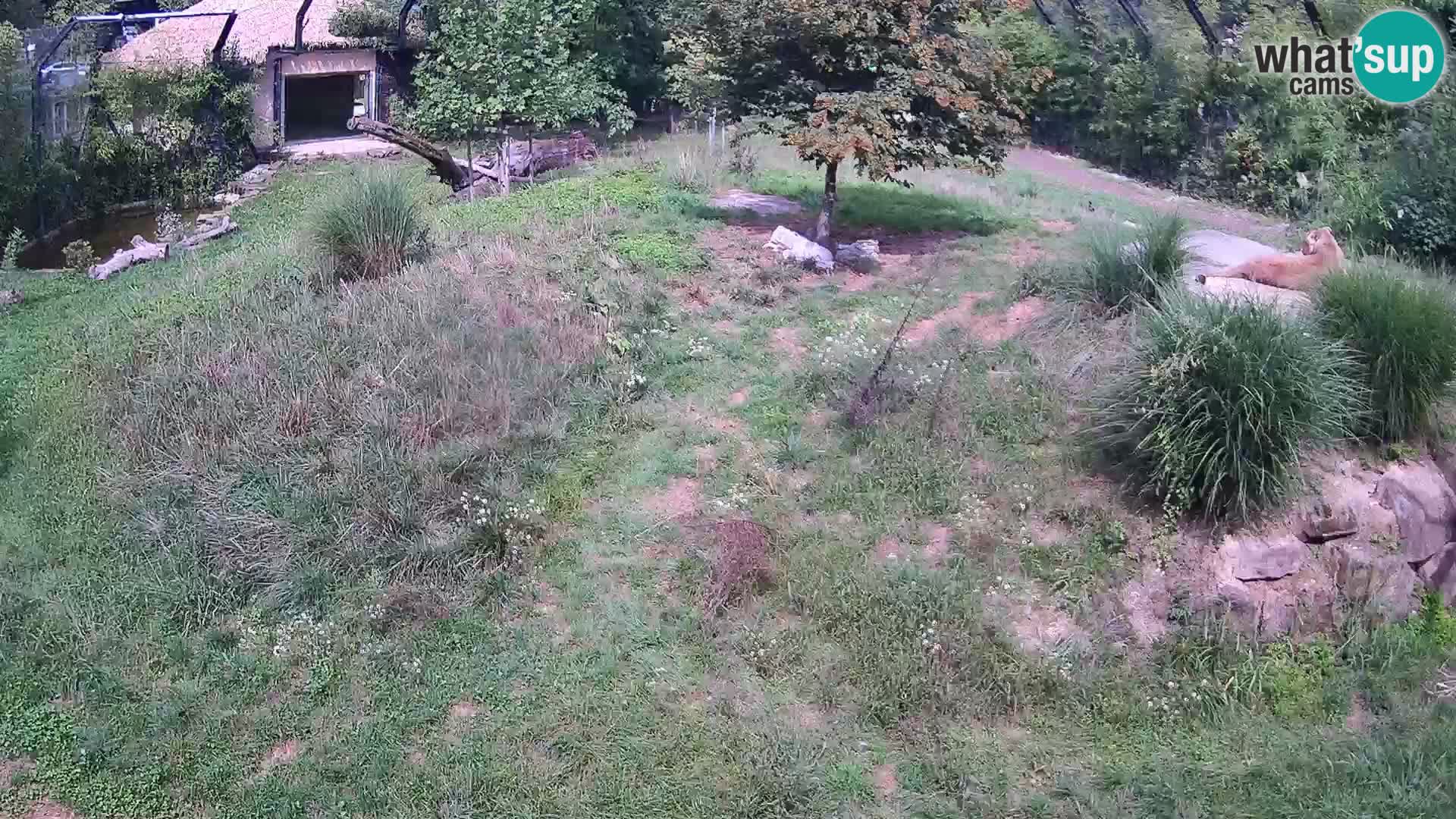 Ljubljana Zoo webcam Lion