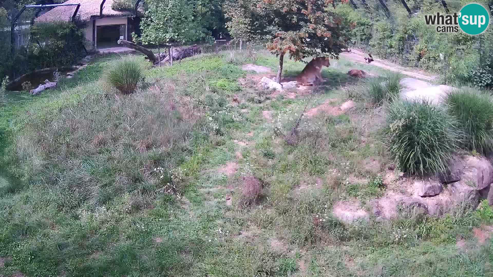 Live Ljubljana Zoo webcam Lion