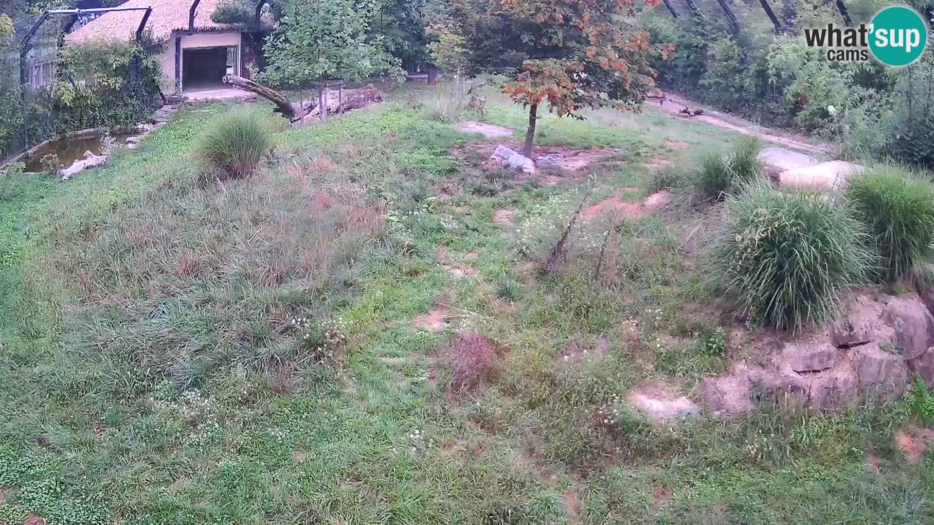 Zoo Ljubljana web kamera Lavovi