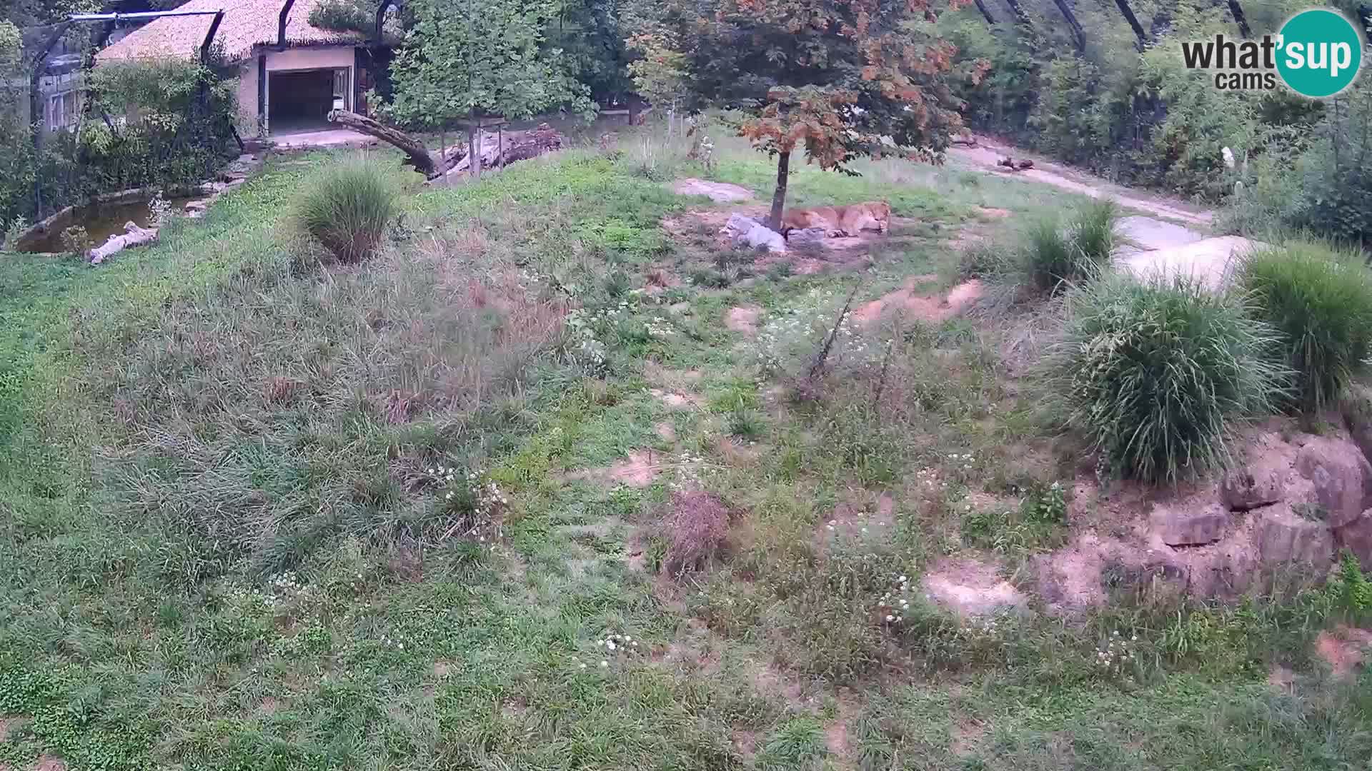 Live Ljubljana Zoo webcam Lion