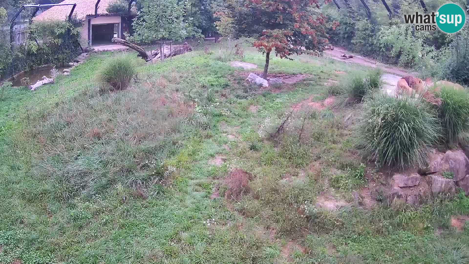 Zoo Ljubljana camera en vivo Leones