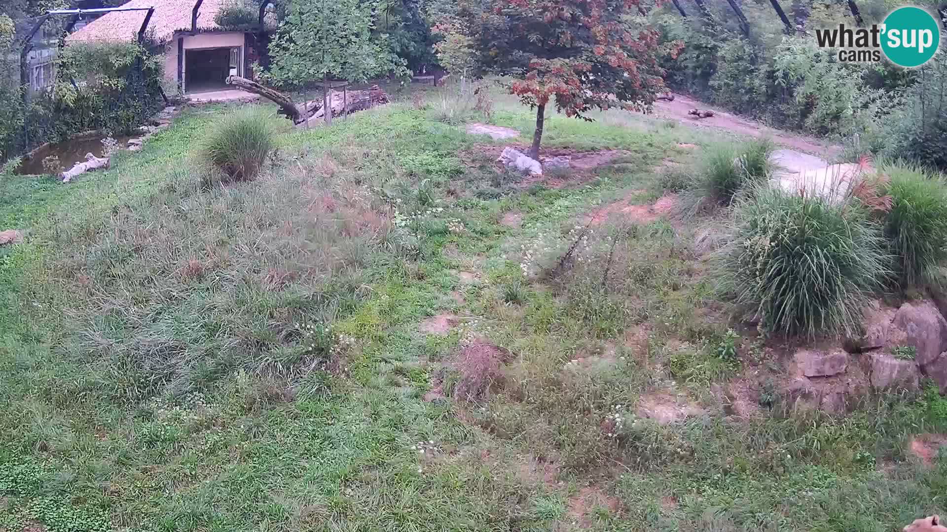 Zoo Ljubljana web kamera Lavovi