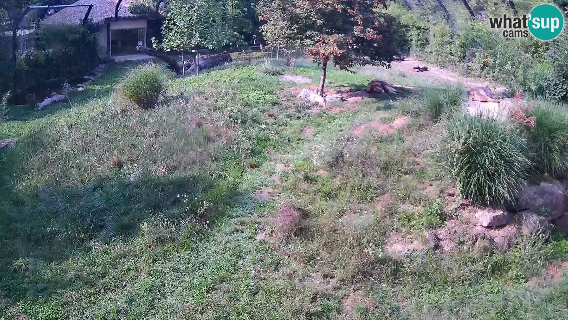 Zoo Ljubljana camera en vivo Leones