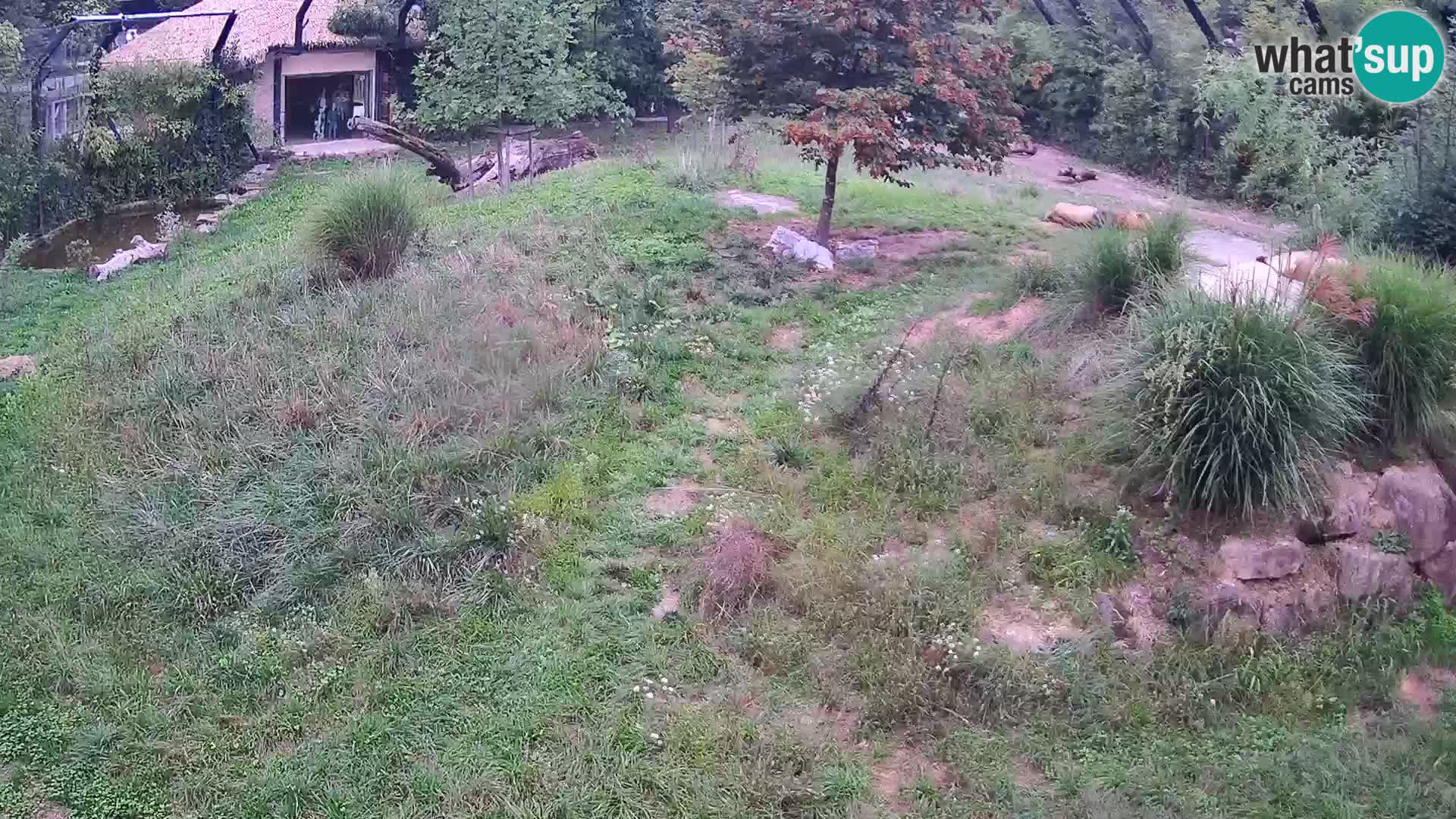 Live Ljubljana Zoo webcam Lion