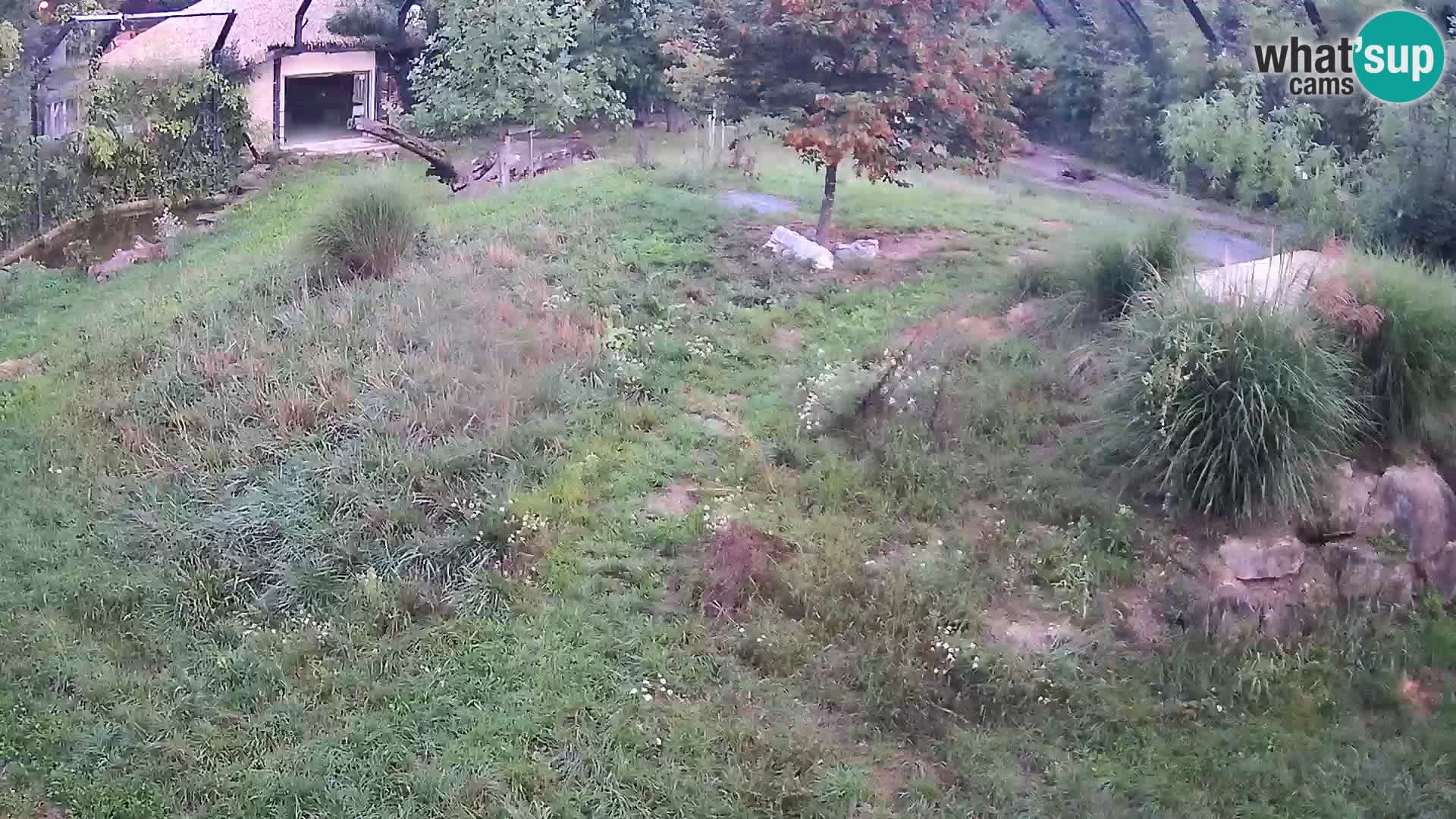 Zoo Ljubljana webcam Löwen