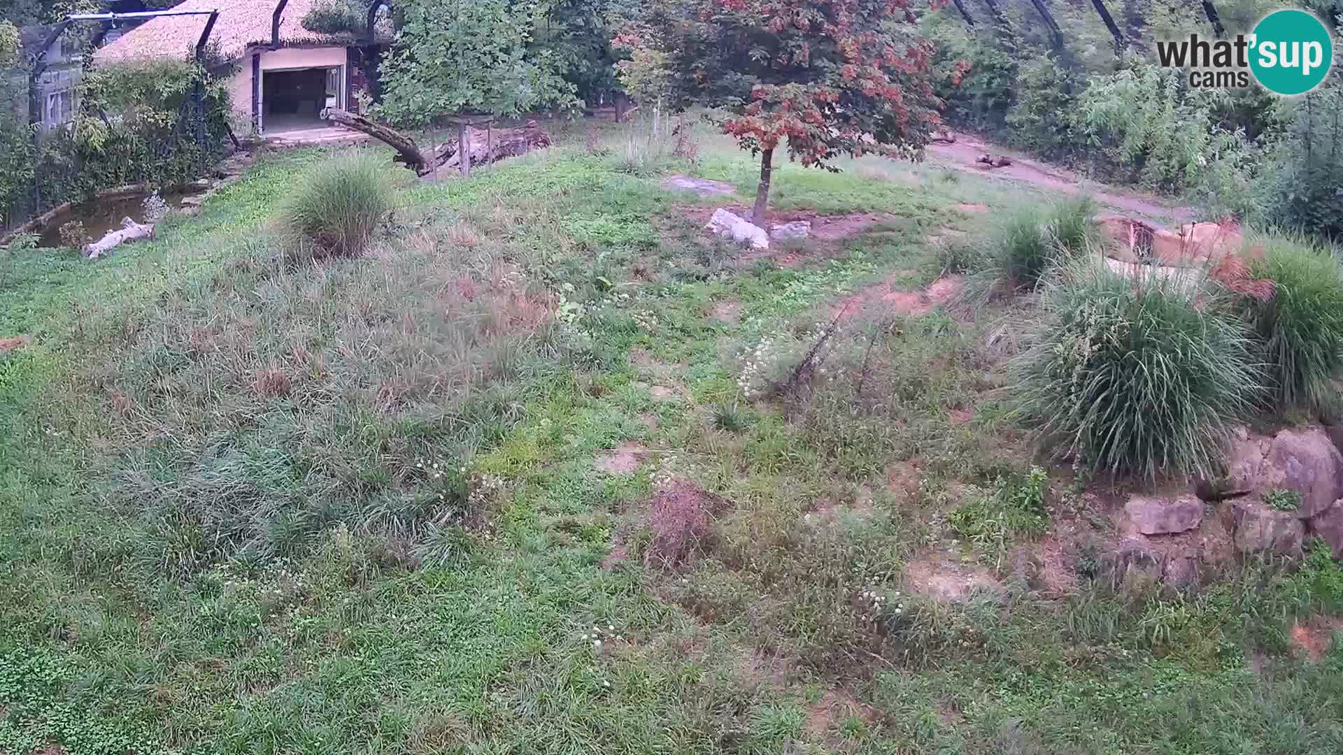 Zoo Lubiana live webcam Leoni