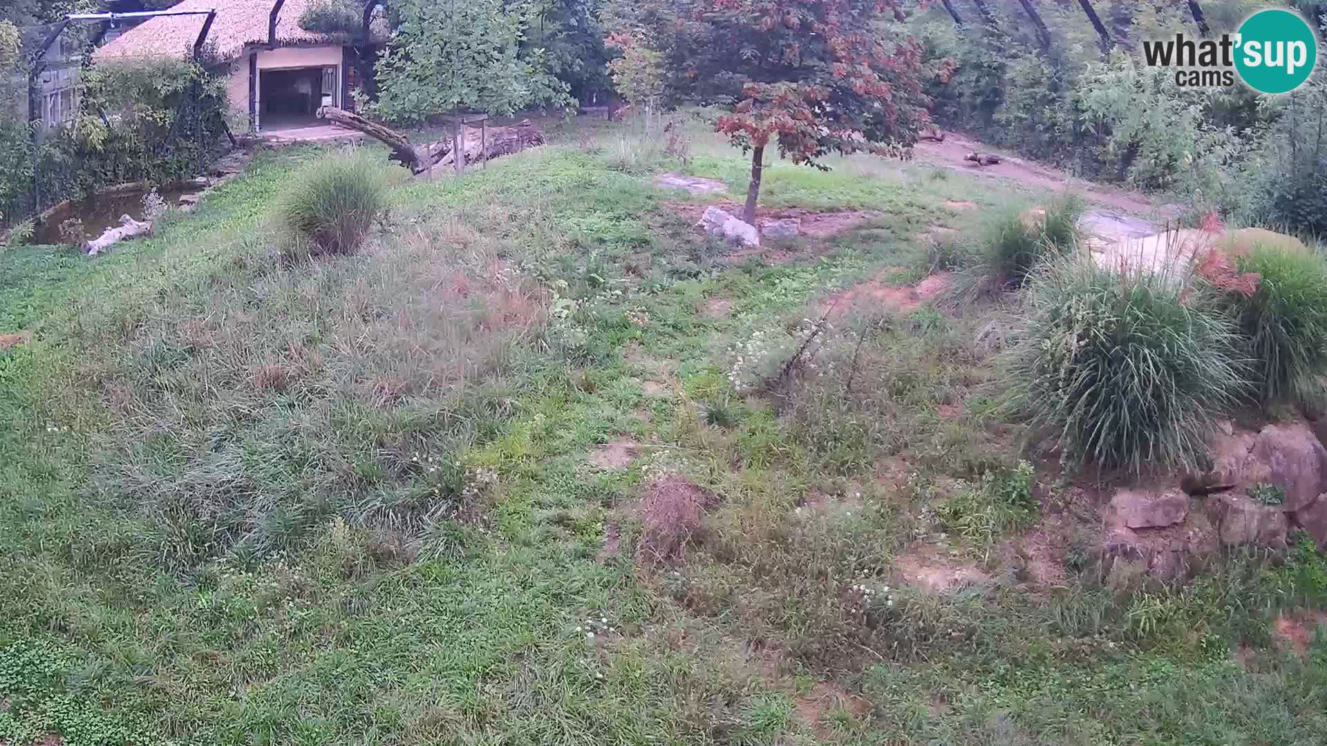Live Ljubljana Zoo webcam Lion