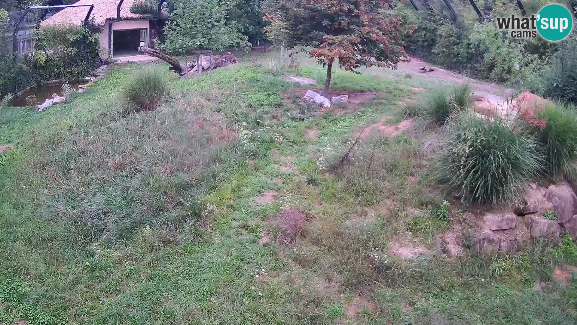 Zoo Ljubljana web kamera Lavovi
