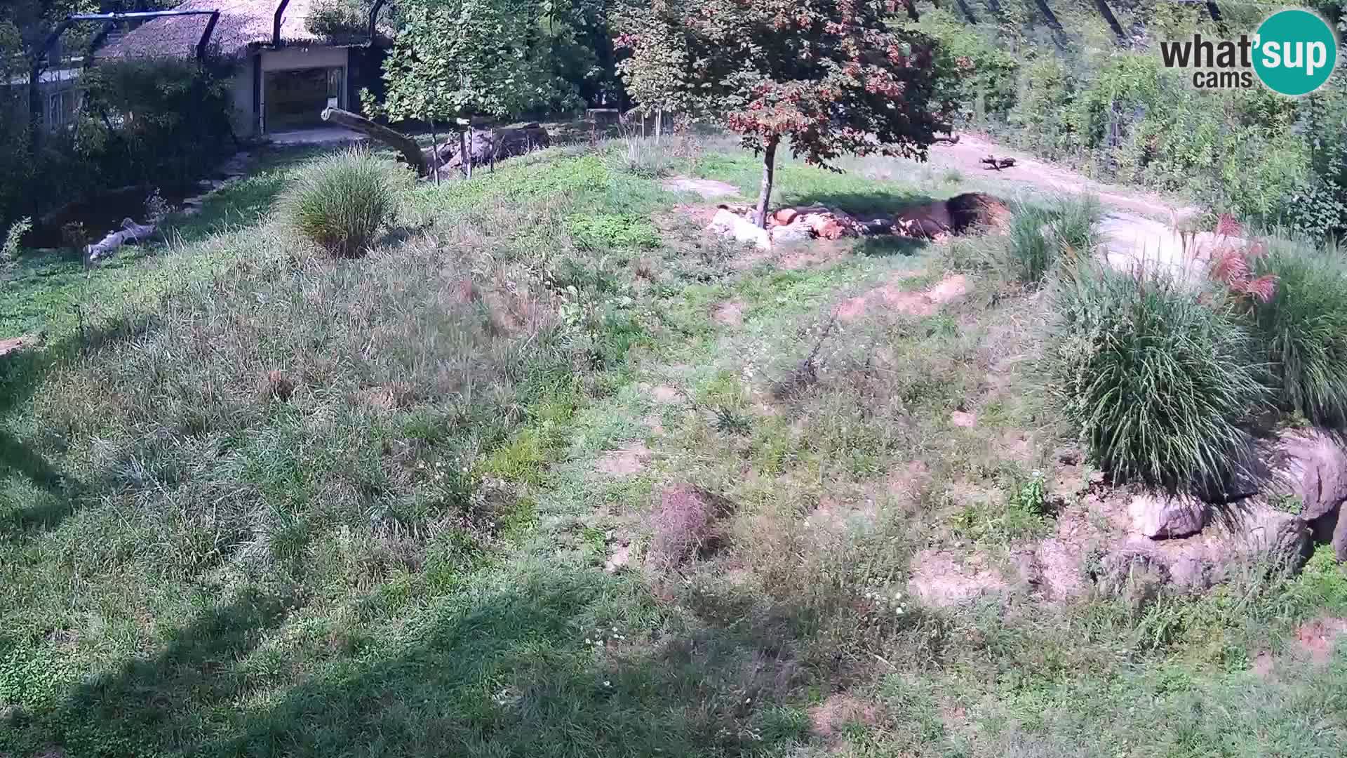 Zoo Ljubljana web kamera Lavovi