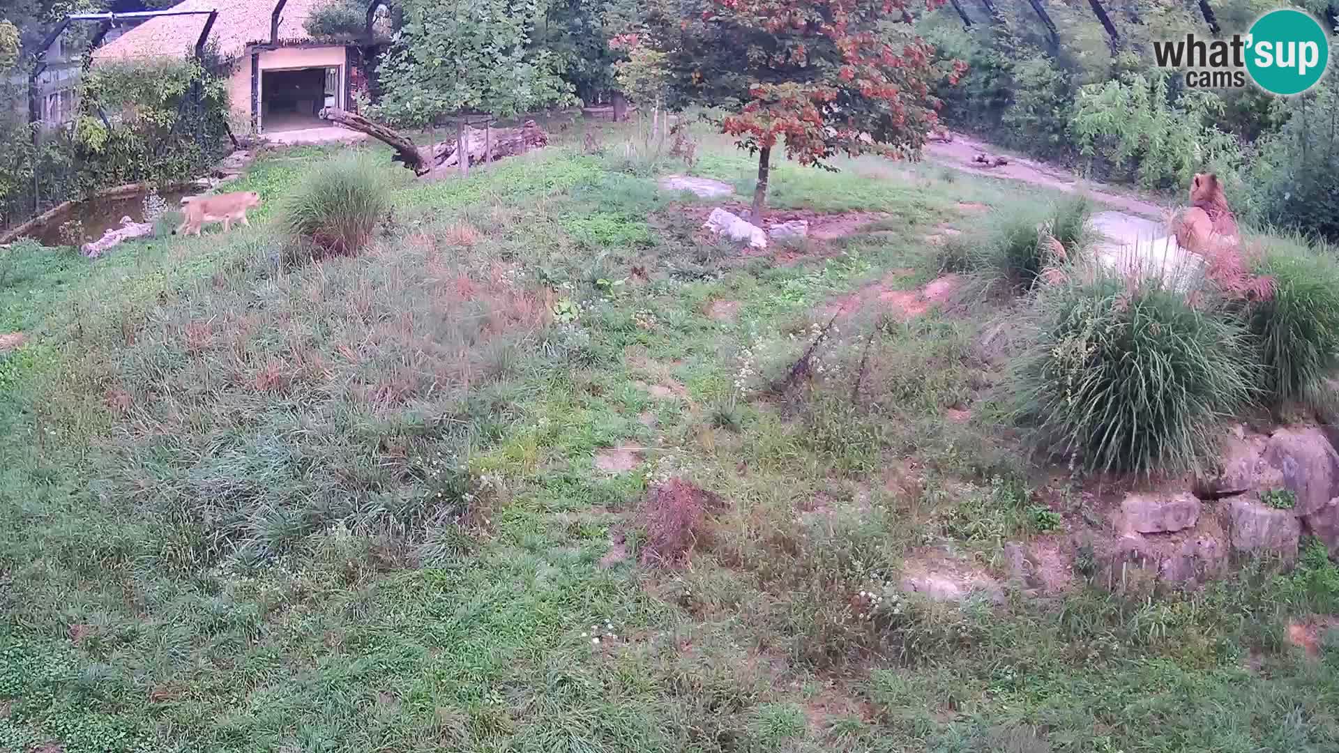 Zoo Ljubljana web kamera Lavovi
