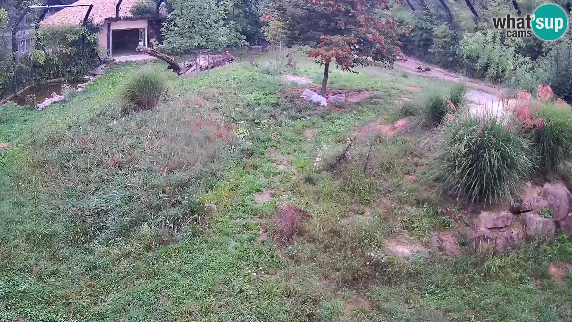 Zoo Lubiana live webcam Leoni