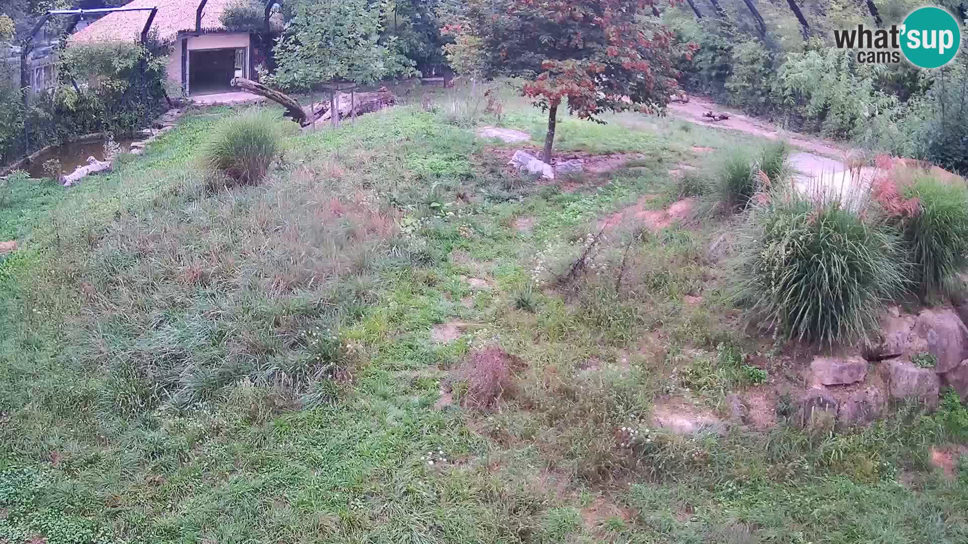 Zoo Ljubljana camera en vivo Leones