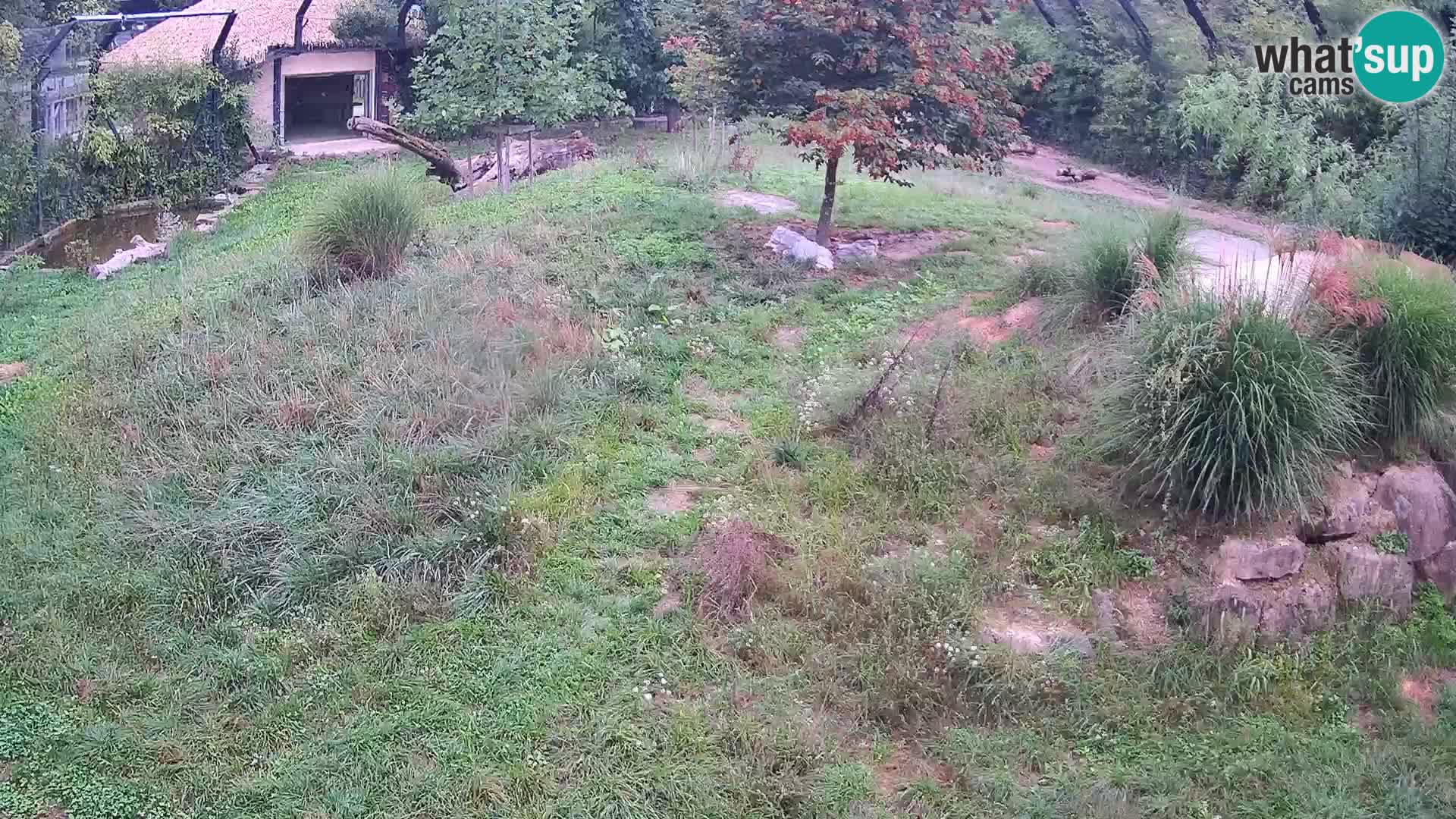 Live Ljubljana Zoo webcam Lion