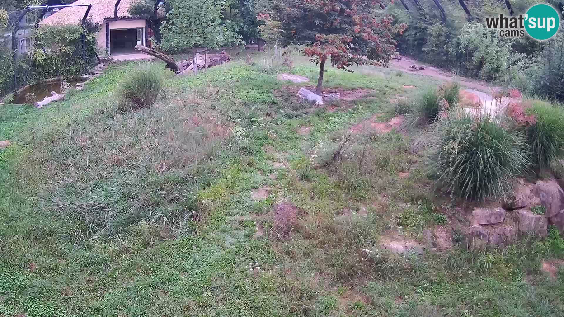 Zoo Ljubljana webcam Löwen