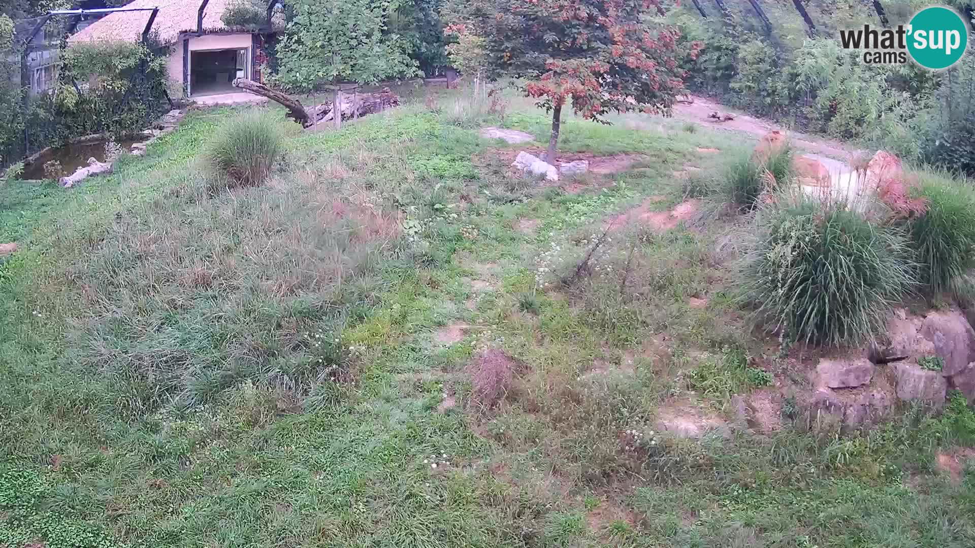 Ljubljana Zoo webcam Lion