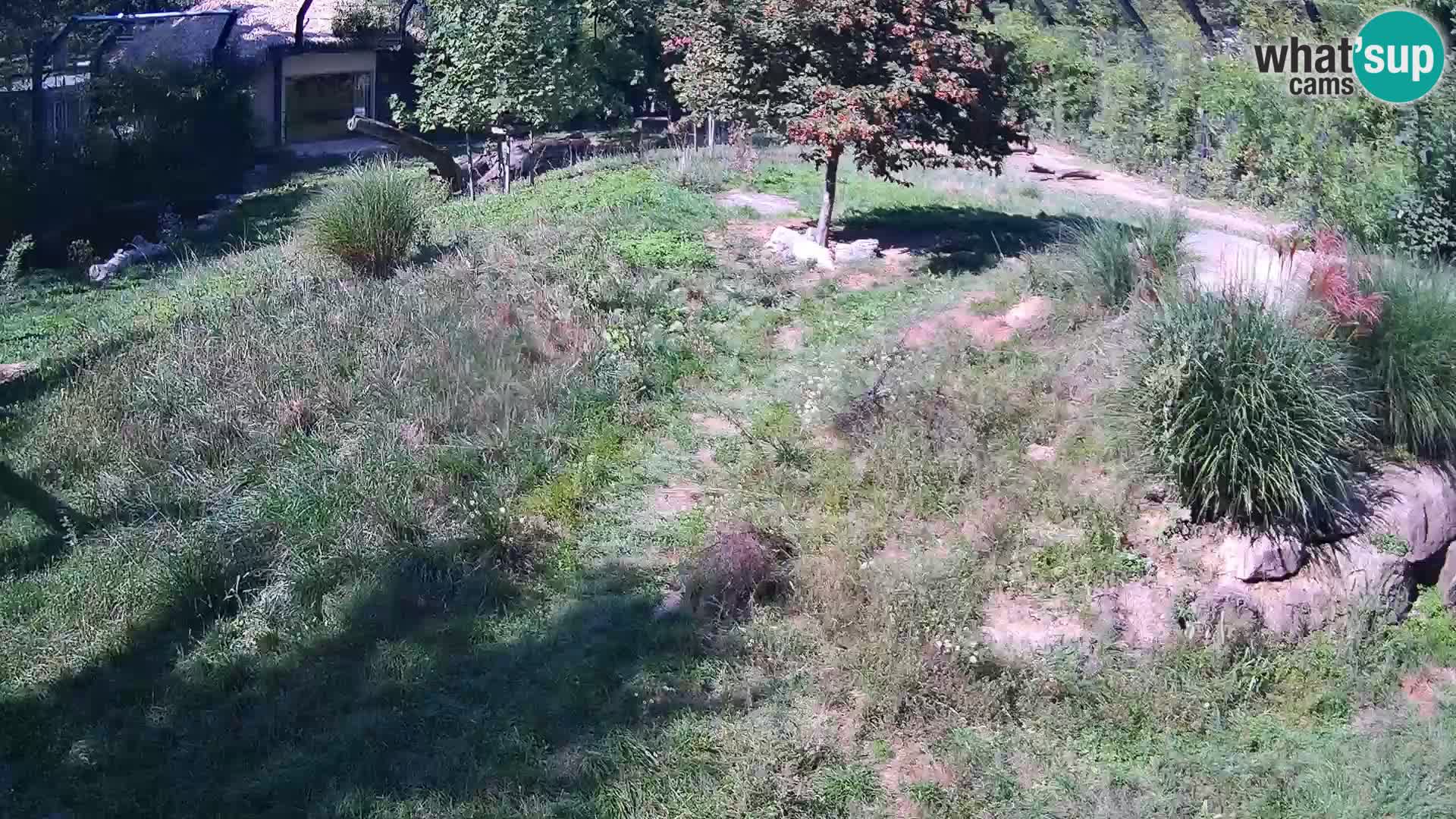 Live Ljubljana Zoo webcam Lion
