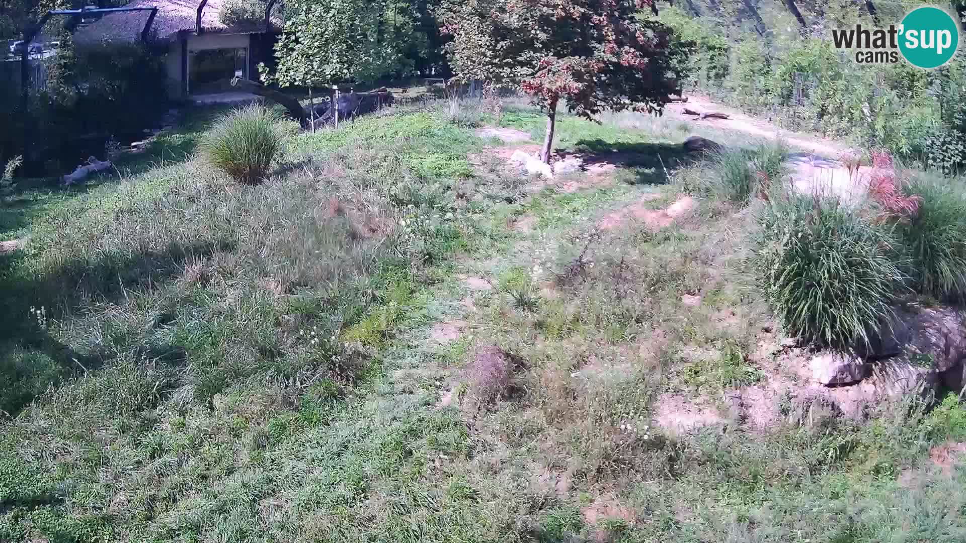 Live Ljubljana Zoo webcam Lion