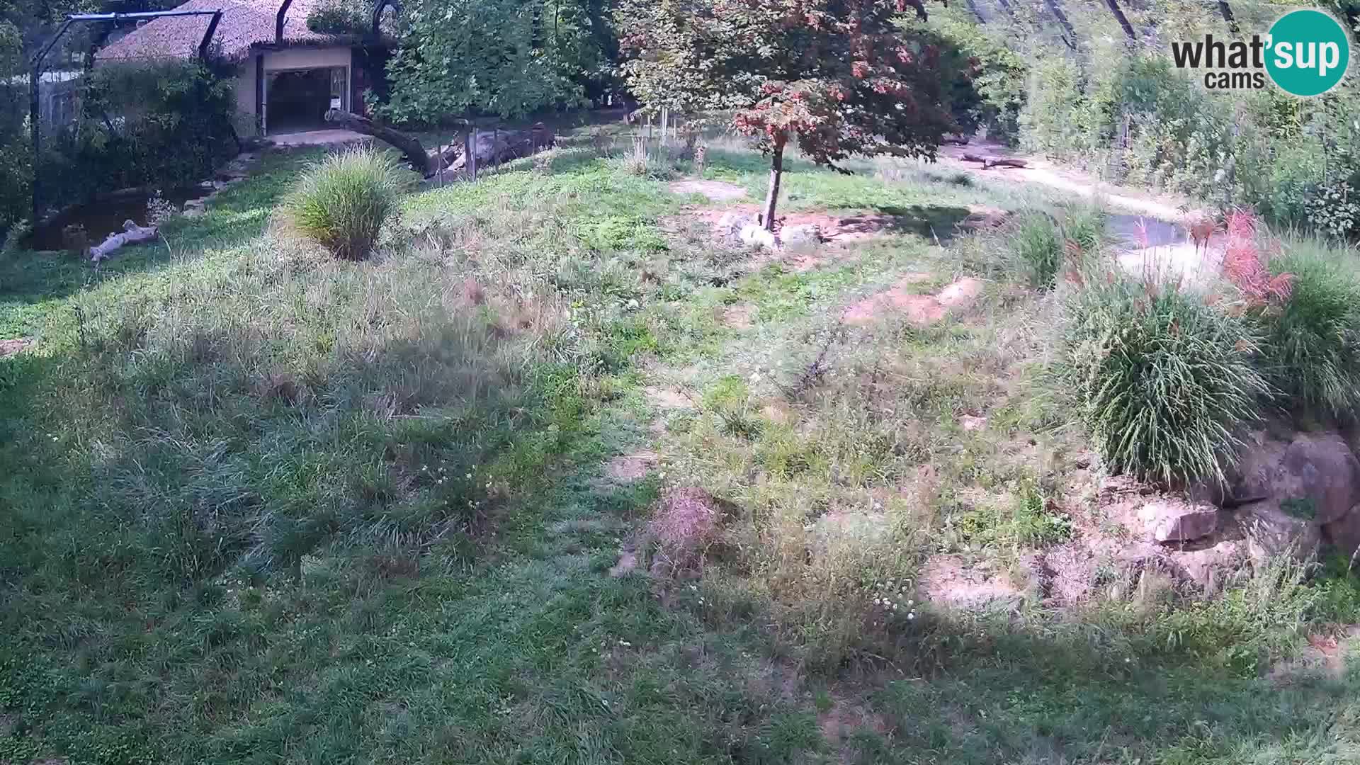 Live Ljubljana Zoo webcam Lion