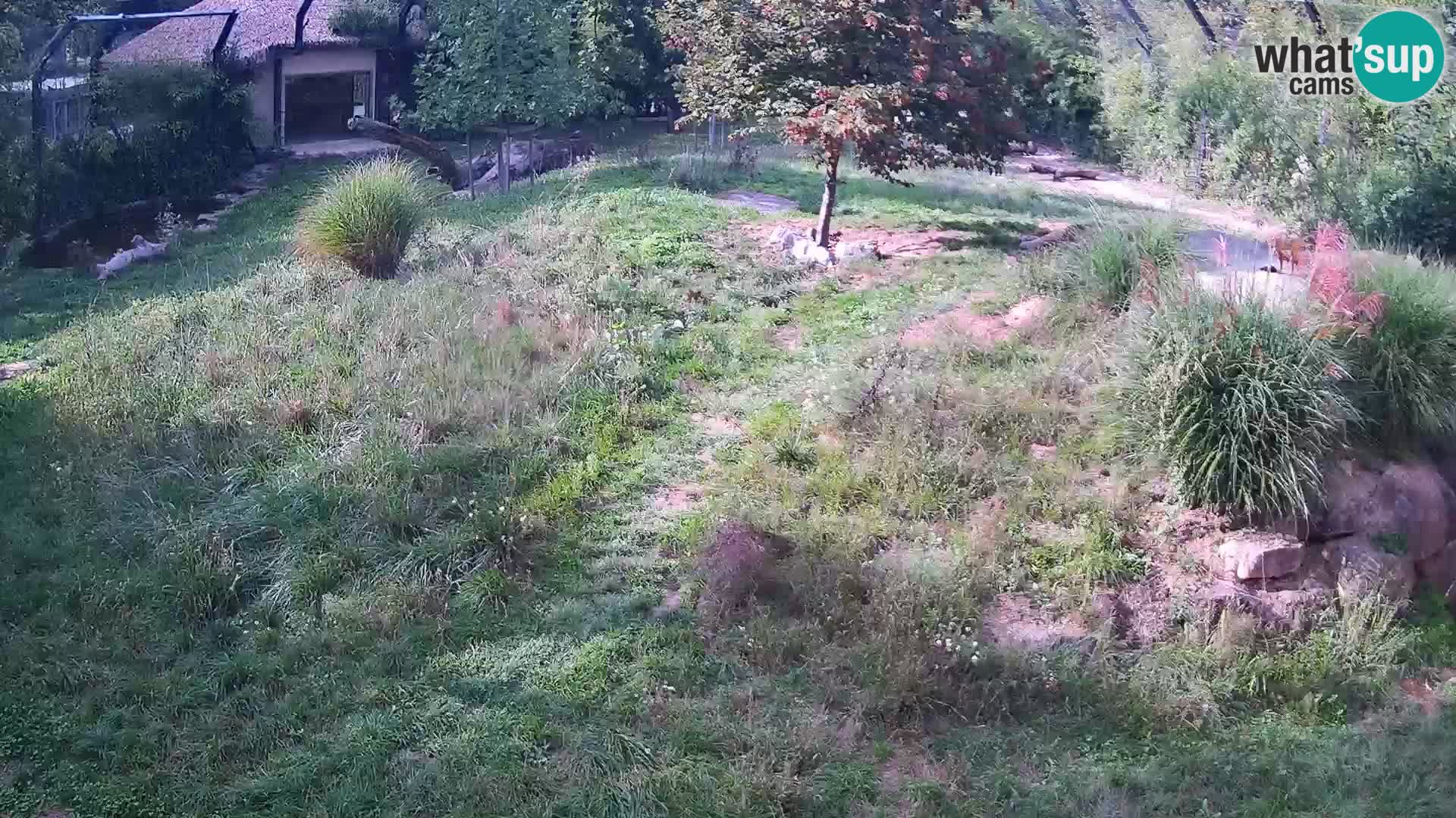 Zoo Ljubljana camera en vivo Leones