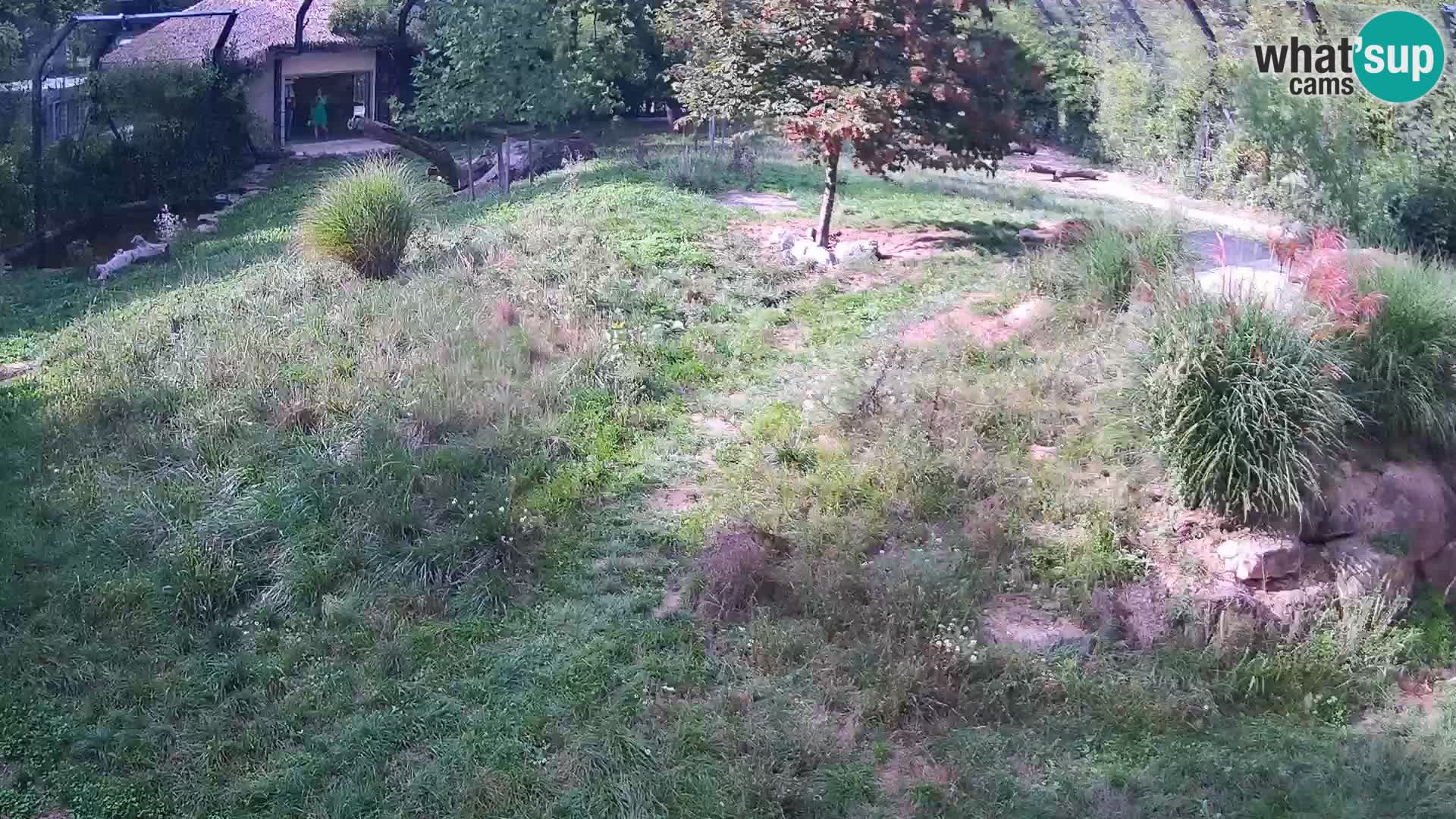 Zoo Ljubljana webcam Löwen