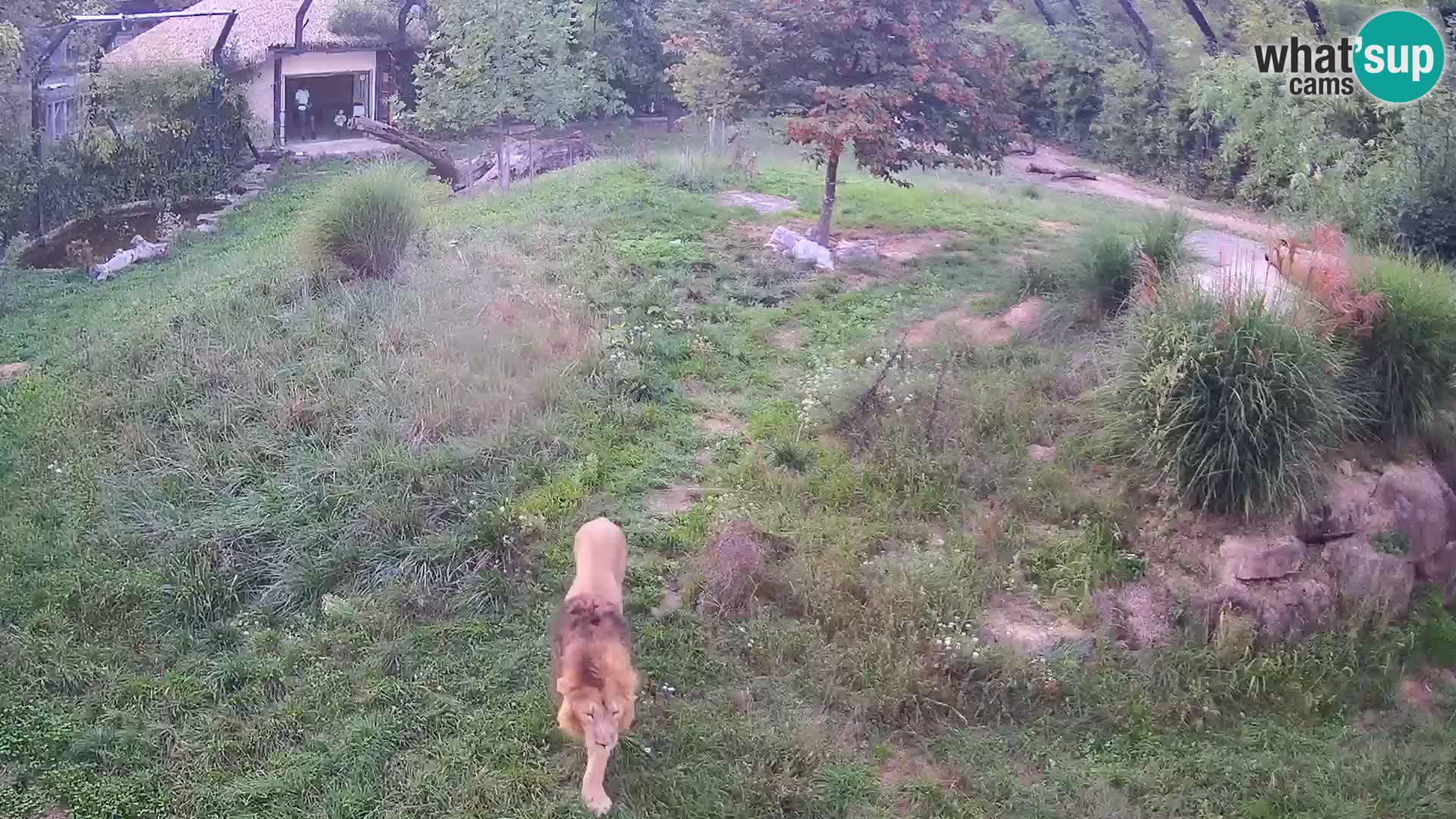 Zoo Ljubljana webcam Löwen